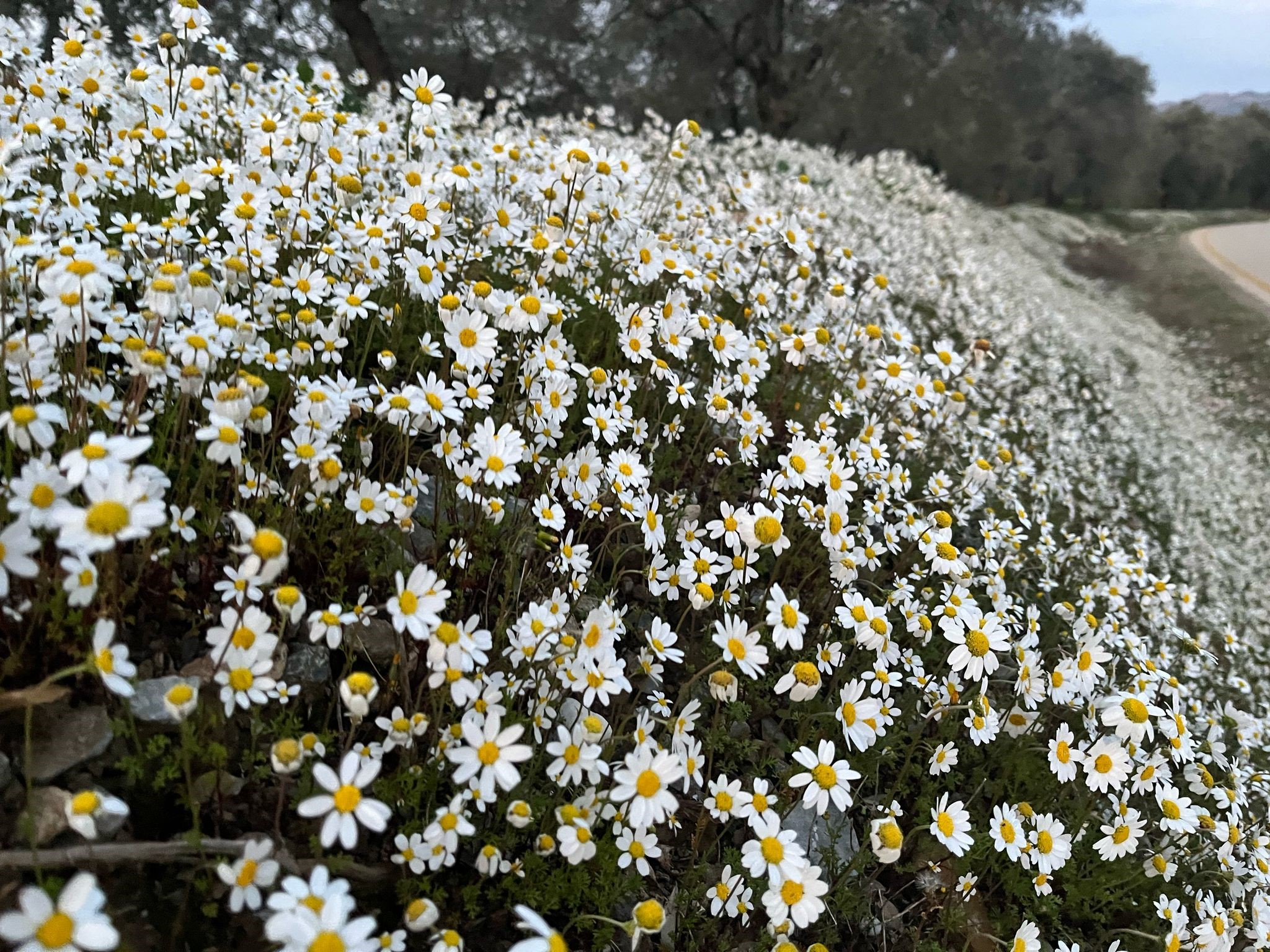 Doğuda Kar Aydın’da Bahar