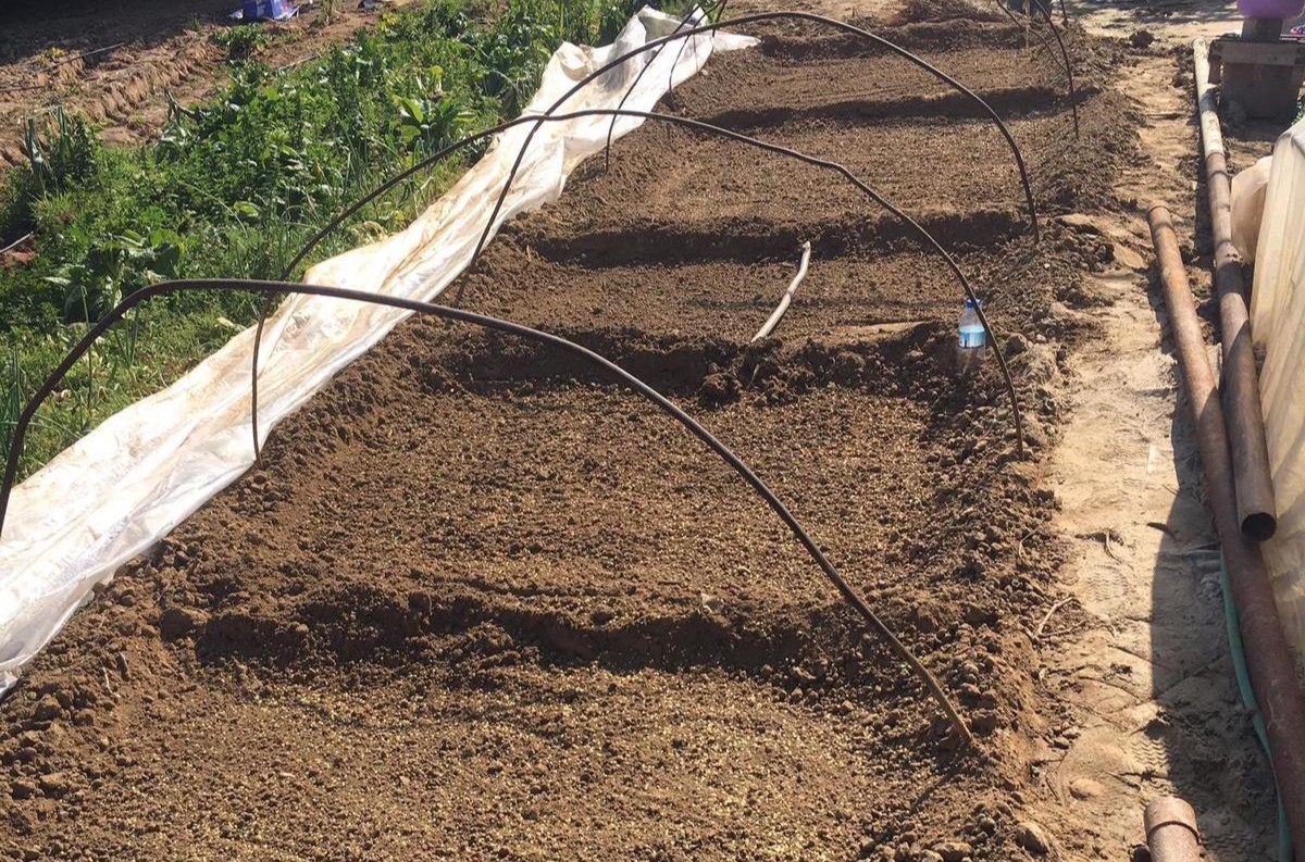 Ata Tohumları Toprakla Buluştu