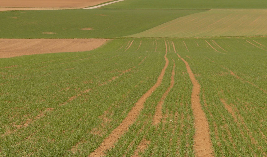 Aydın 6 Dönümlük Tarla Icradan Satışa Çıkarıldı (2)
