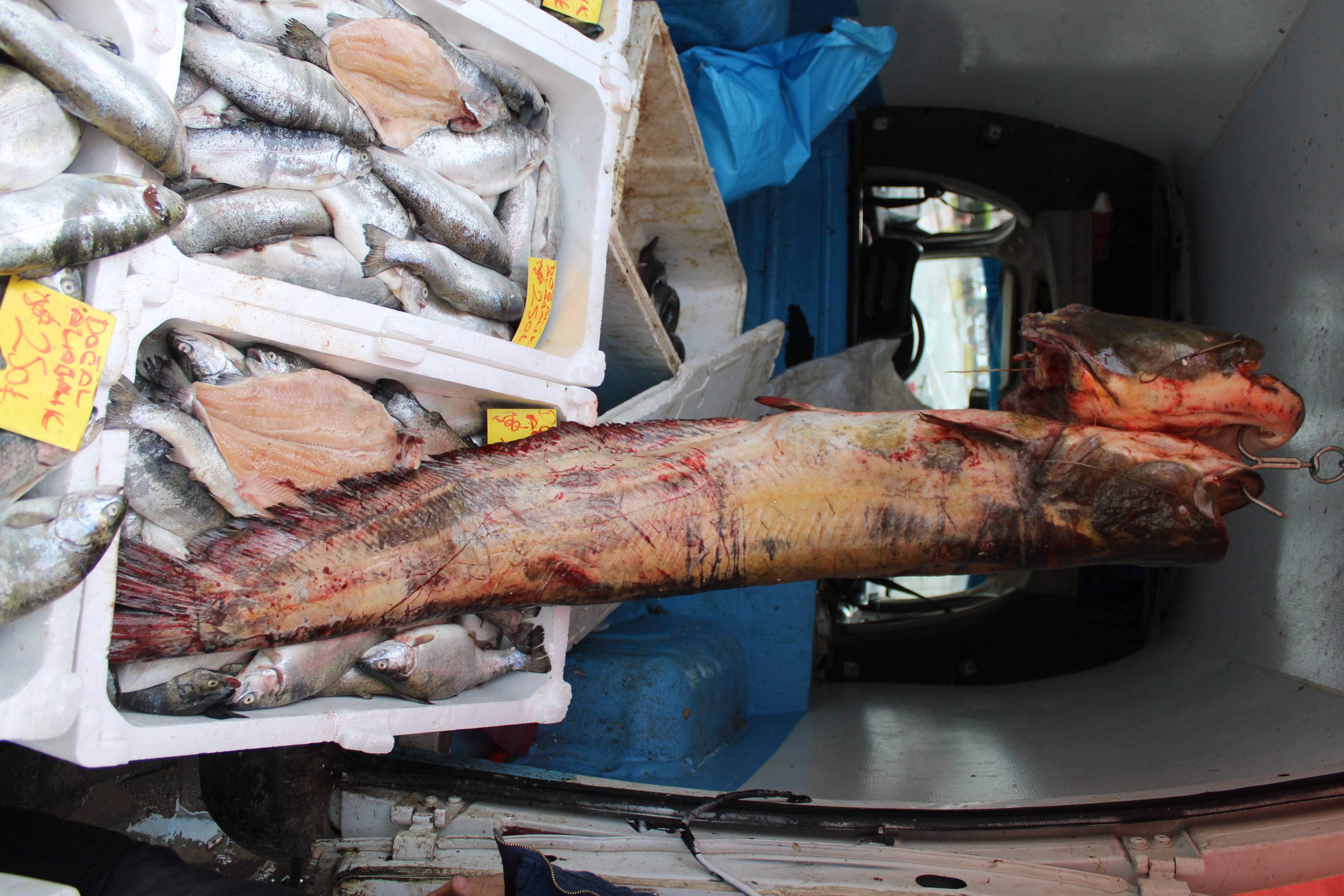 Aydın’da Balık Bitti (3)