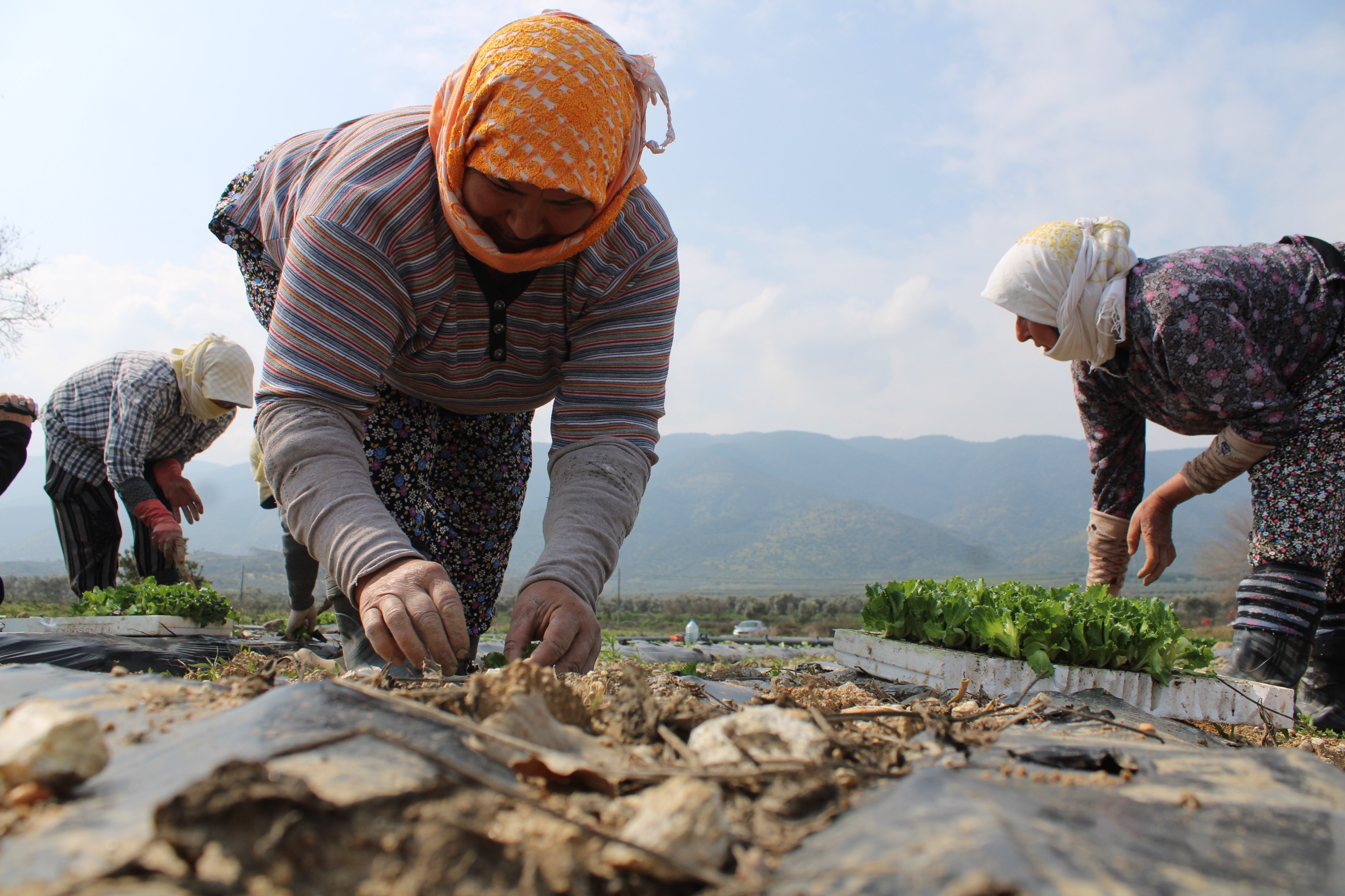 Aydın'da Yaz Marulları Toprakla Buluştu (2)