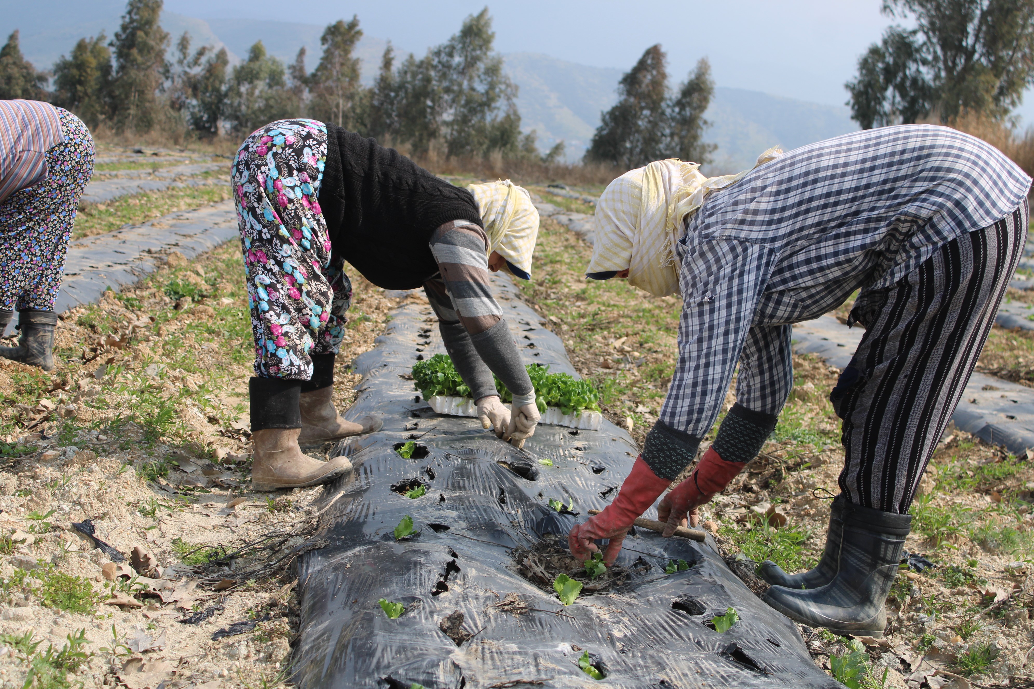 Aydın'da Yaz Marulları Toprakla Buluştu (3)