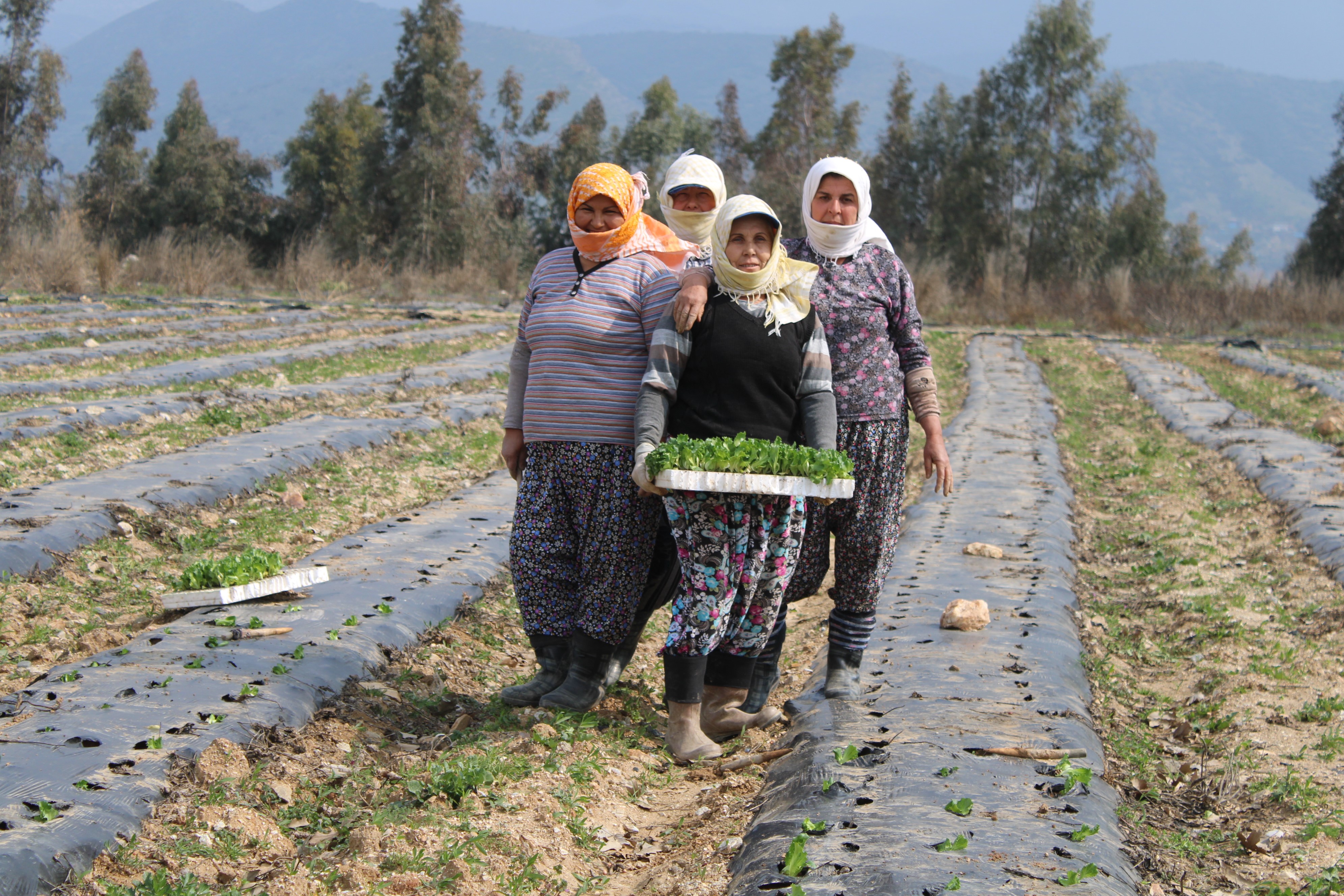 Aydın'da Yaz Marulları Toprakla Buluştu (4)