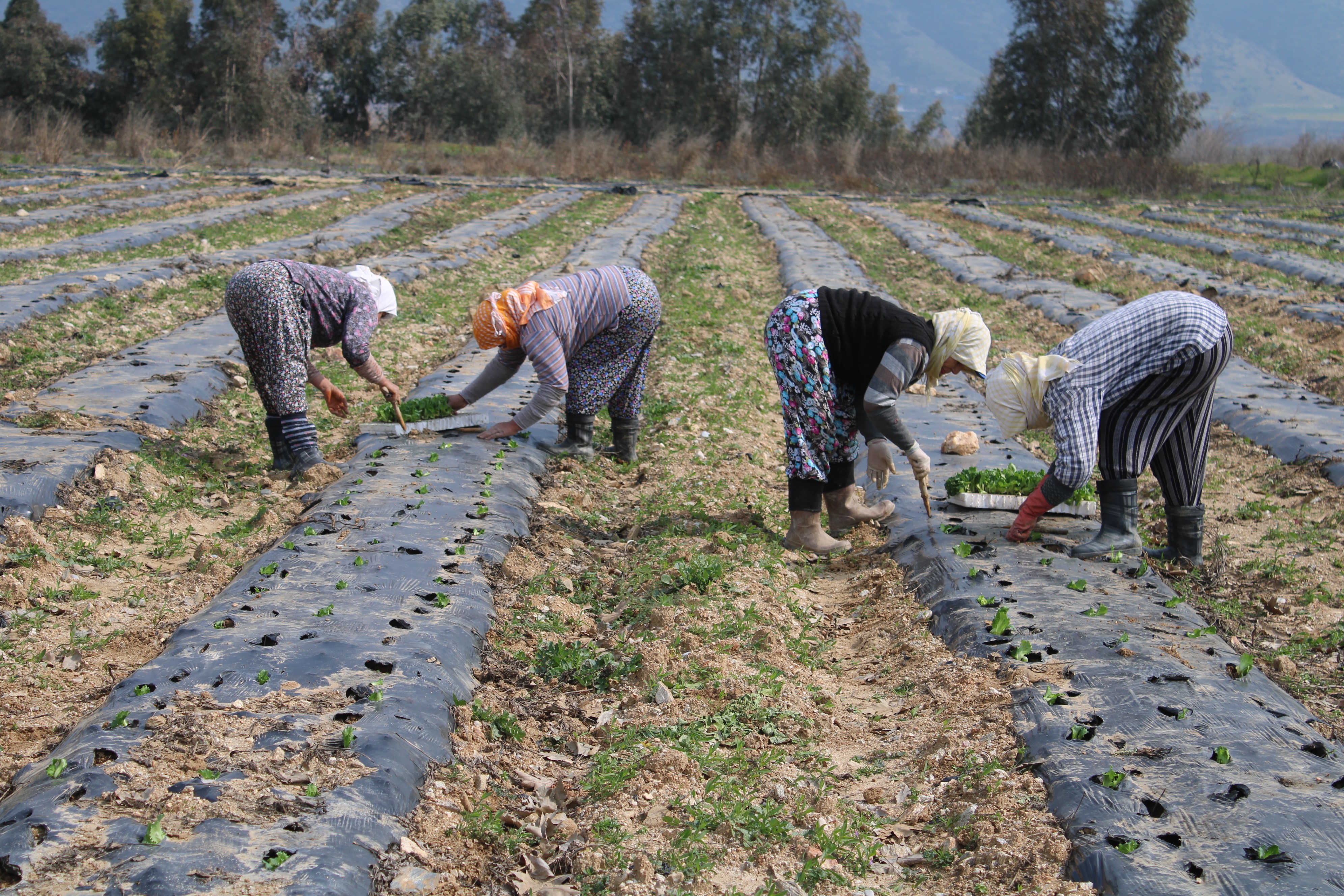 Aydın'da Yaz Marulları Toprakla Buluştu (5)