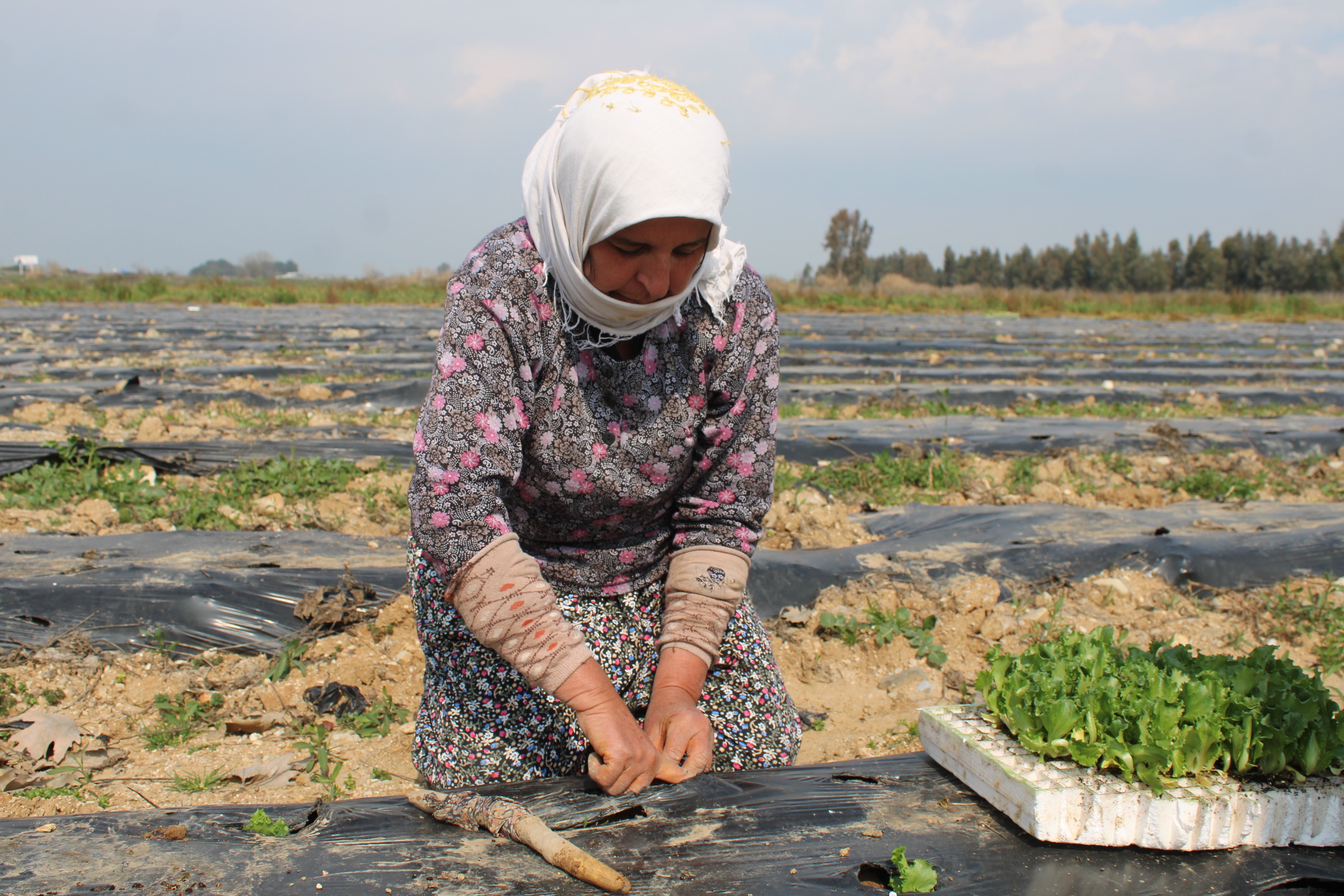 Aydın'da Yaz Marulları Toprakla Buluştu (6)