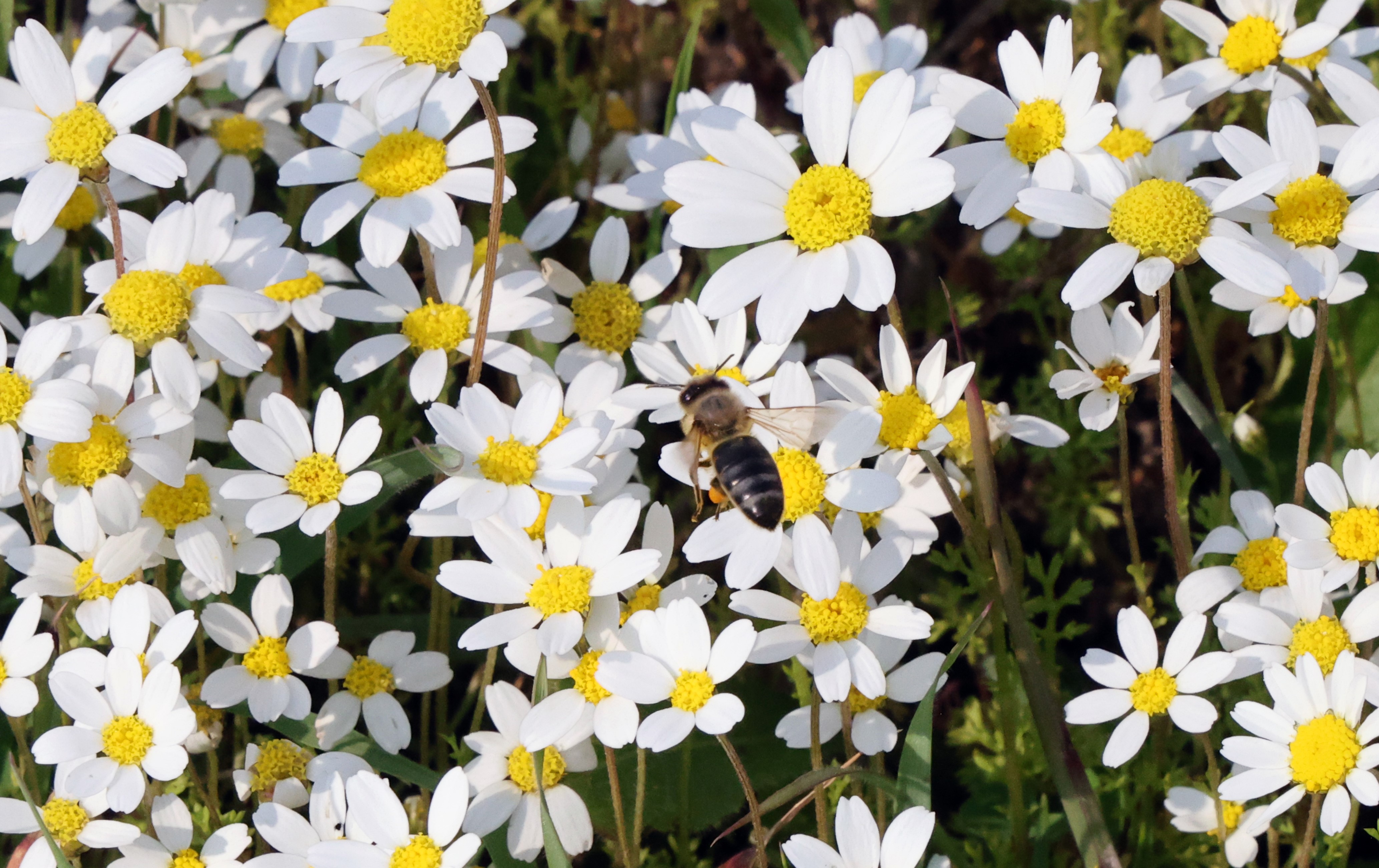 Üçüncü Cemre Toprağa Düştü, Bahar Geliyor (3)