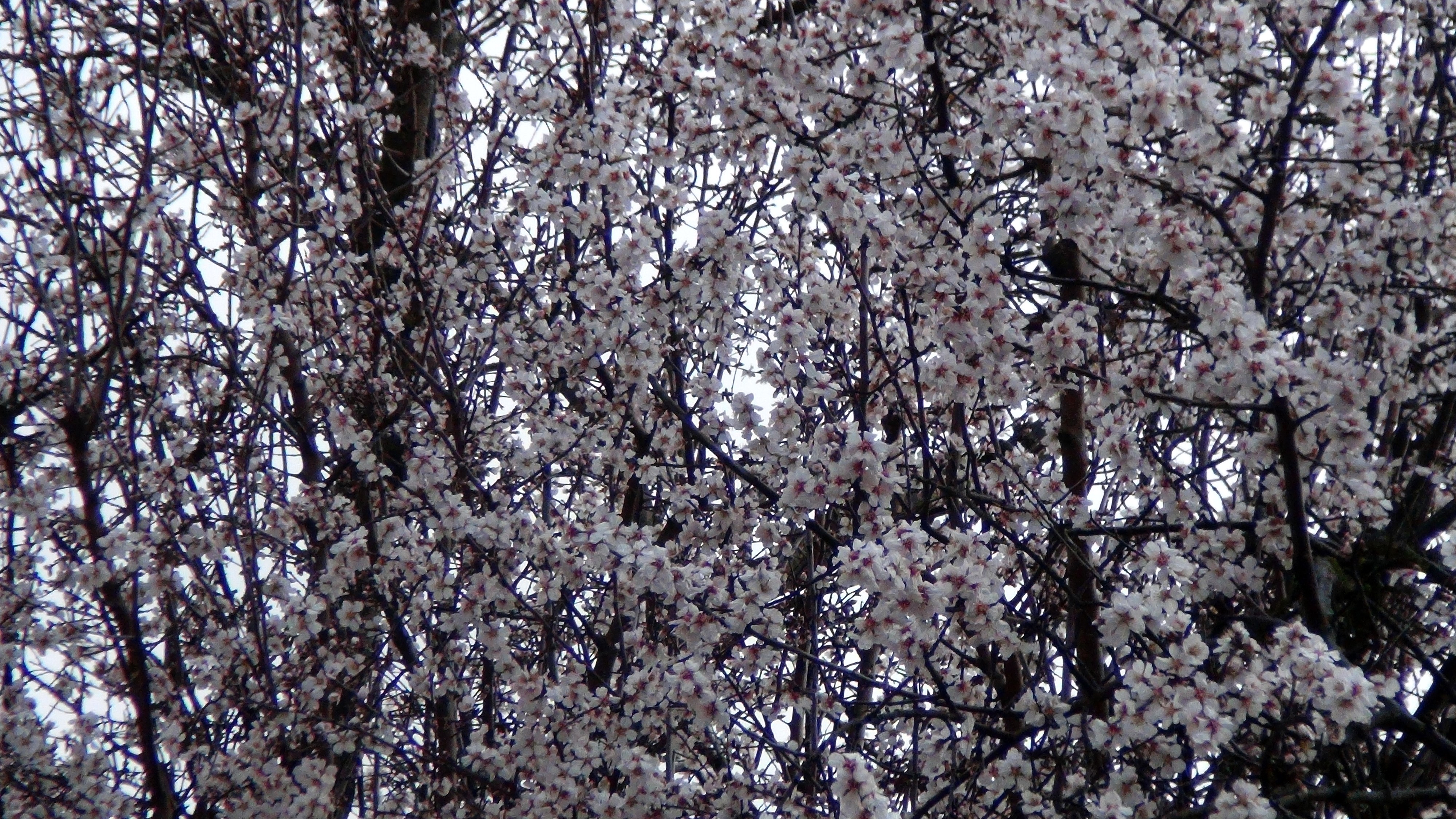 Üçüncü Cemre Toprağa Düştü, Bahar Geliyor (5)
