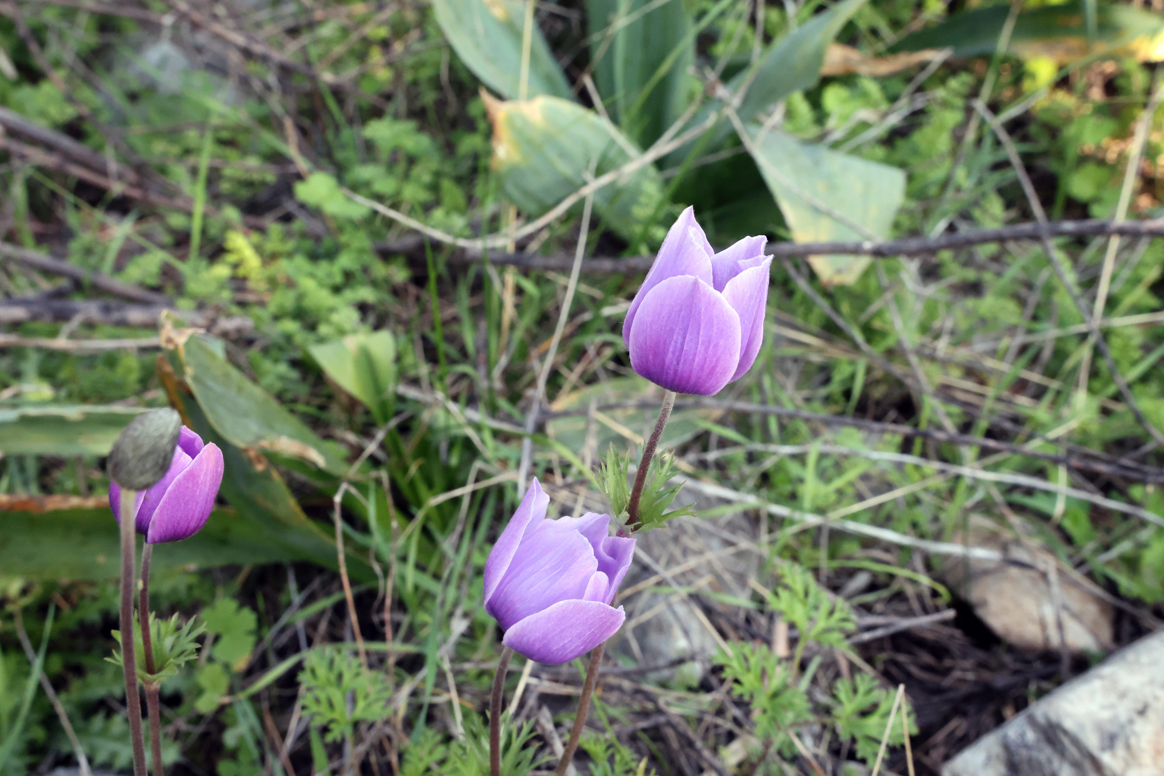 Üçüncü Cemre Toprağa Düştü, Bahar Geliyor (6)