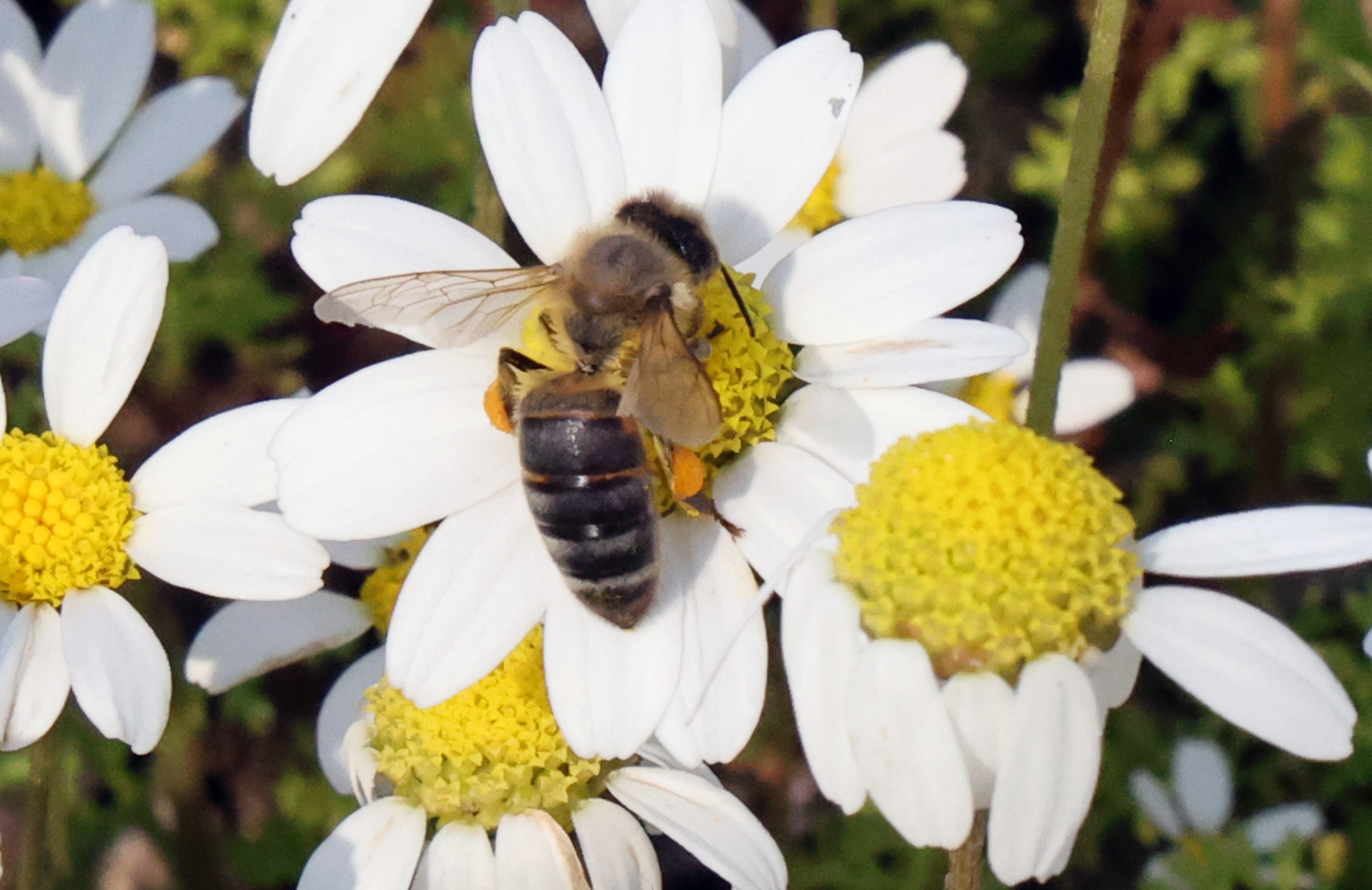 Üçüncü Cemre Toprağa Düştü, Bahar Geliyor (7)