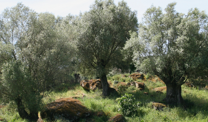 Aydın’da 19 Dönüm Zeytinlik Mahkemeden Satılıyor. (2)
