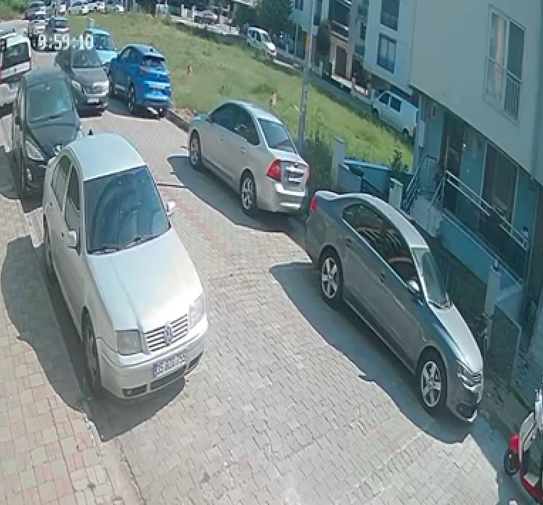 Aydın’da Başıboş Köpek Sorunu Büyüyor (2)