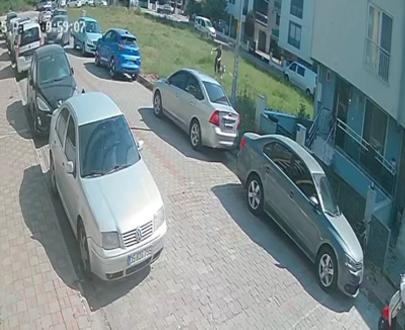 Aydın’da Başıboş Köpek Sorunu Büyüyor