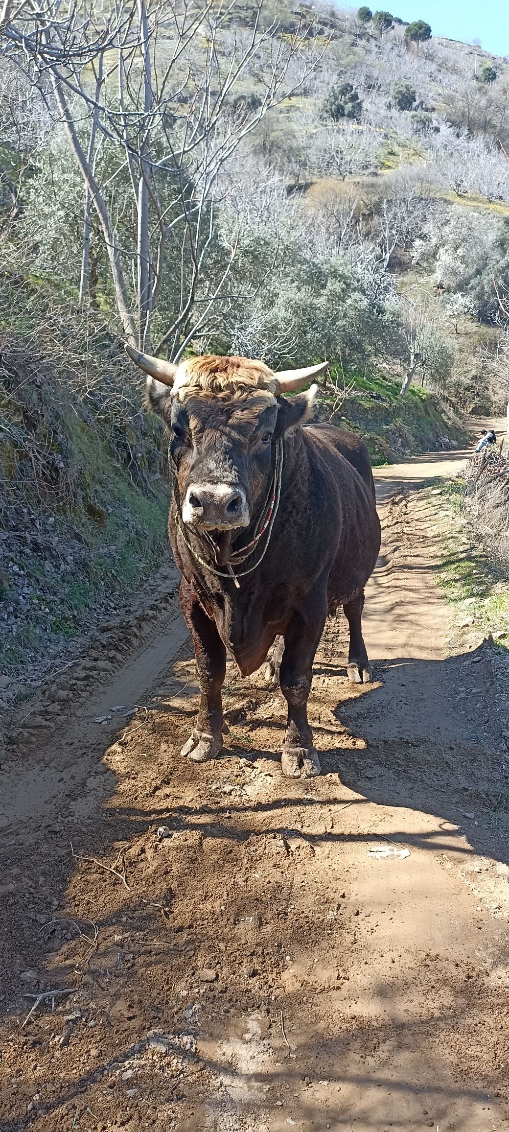 Aydın’da Boğanın Saldırdığı Genç Yaşamını Yitirdi (2)
