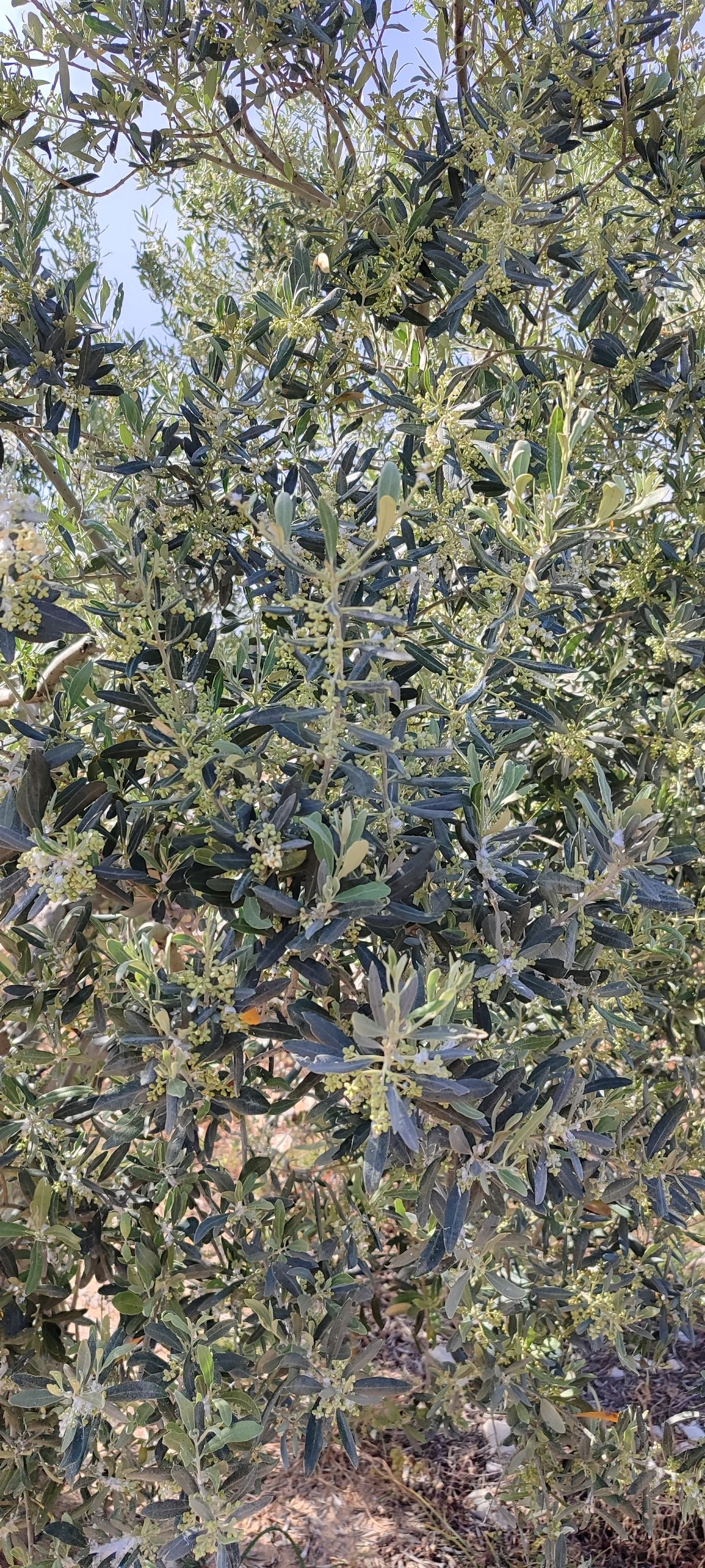 Aydın’da Ekipler Zeytin Bahçelerinde (2)