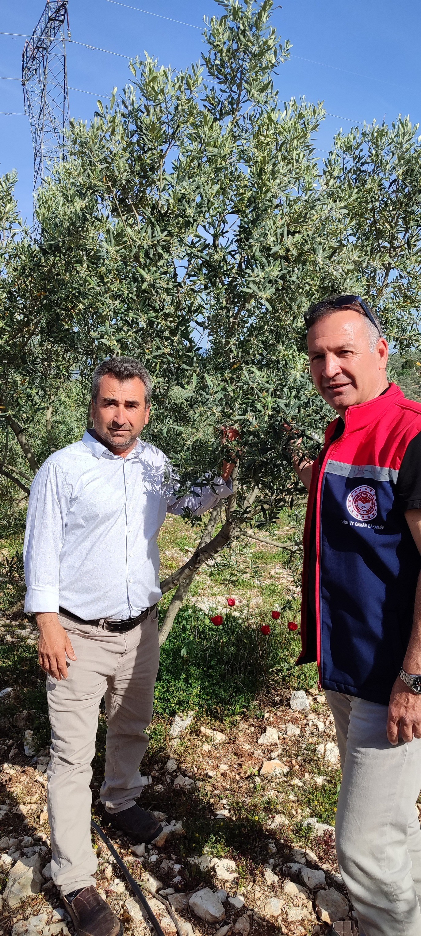 Aydın’da Ekipler Zeytin Bahçelerinde (3)