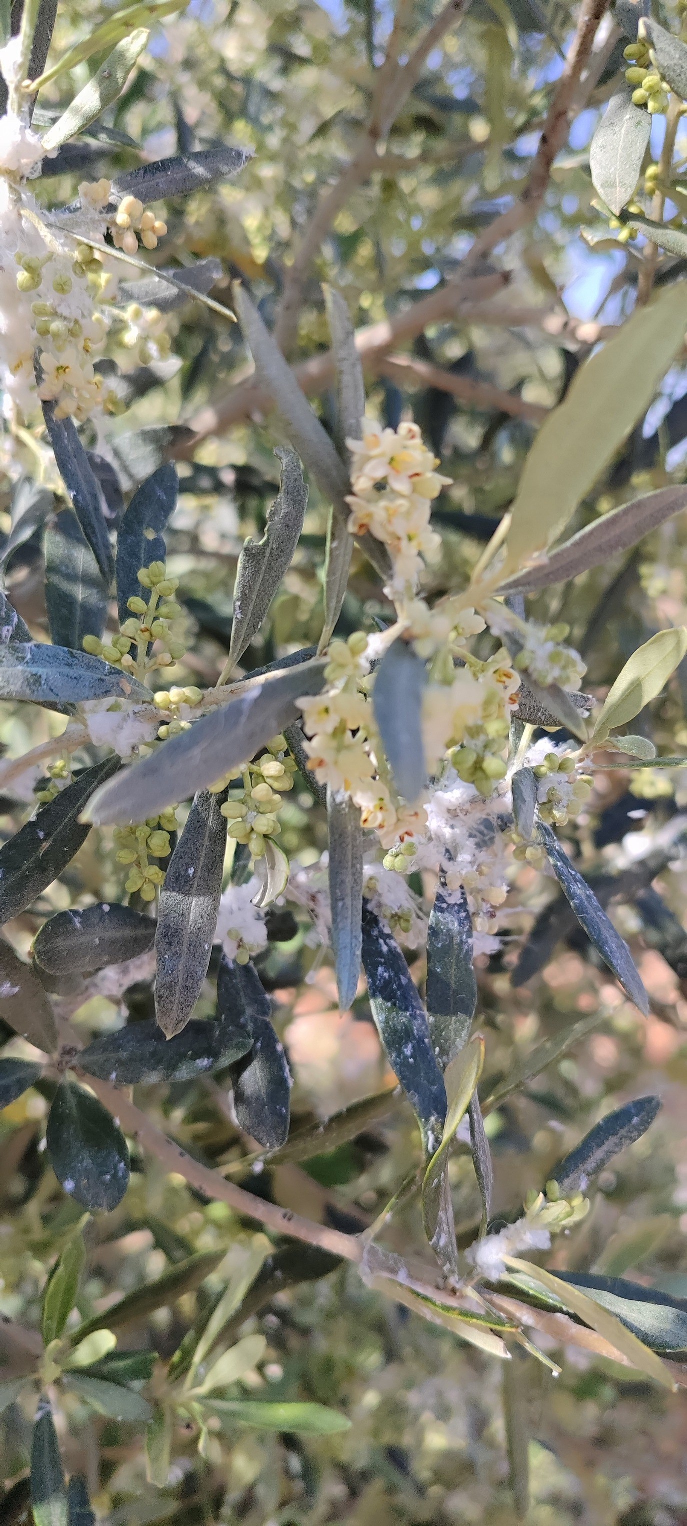 Aydın’da Ekipler Zeytin Bahçelerinde (5)