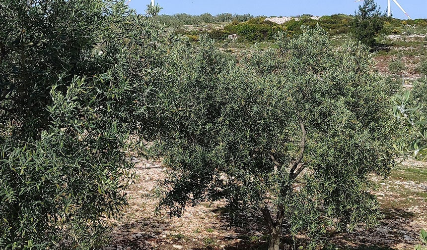 Aydın’da Ekipler Zeytin Bahçelerinde (7)
