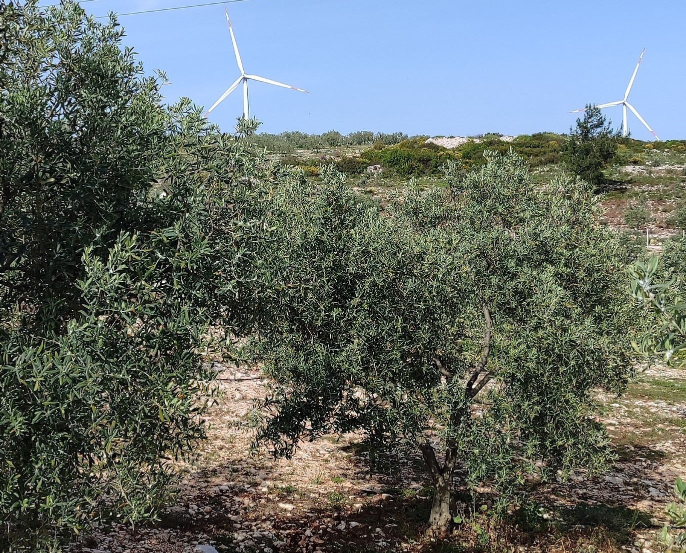 Aydın’da Ekipler Zeytin Bahçelerinde