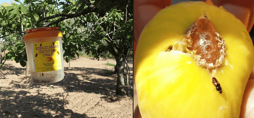 Aydın’da Ekşilik Böceği Ile Mücadele Başladı (3)