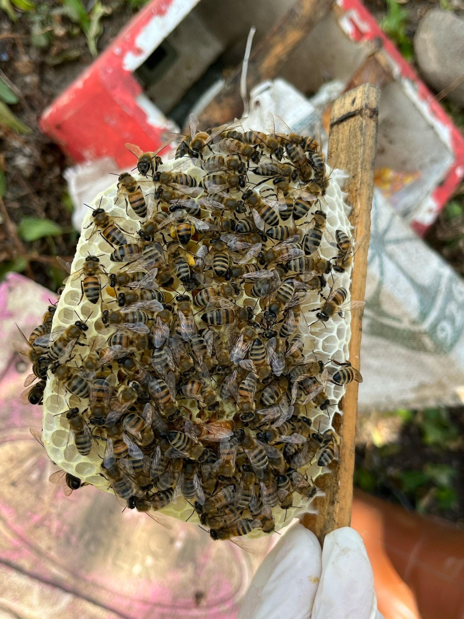 Aydın’da Gelin Görümcenin Büyük Başarısı (3)