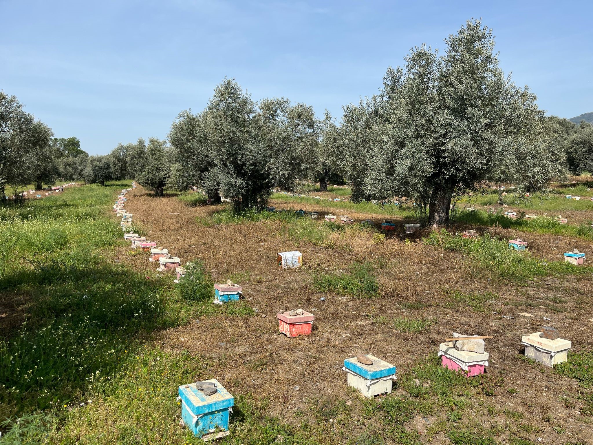 Aydın’da Gelin Görümcenin Büyük Başarısı (6)