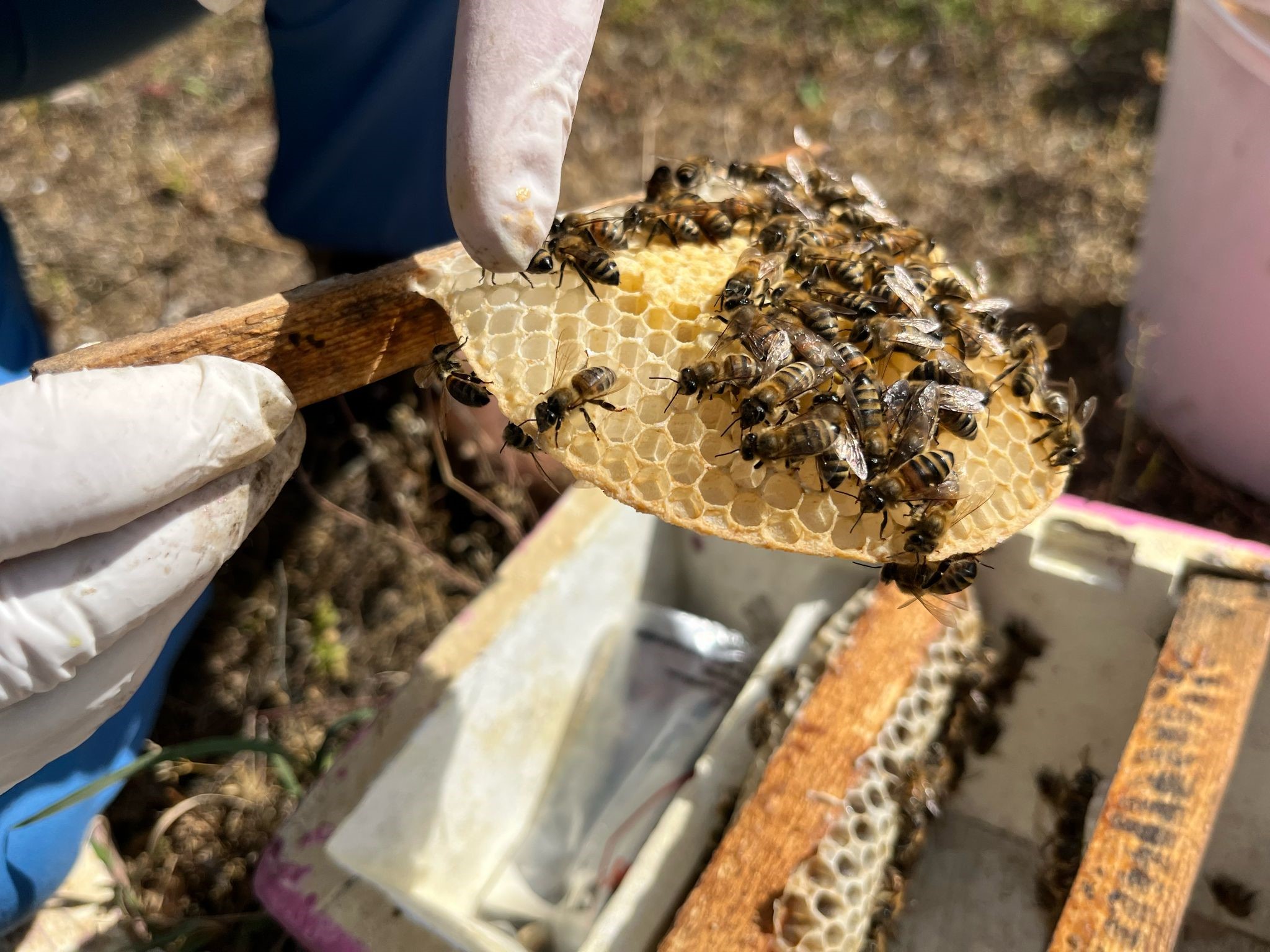 Aydın’da Gelin Görümcenin Büyük Başarısı