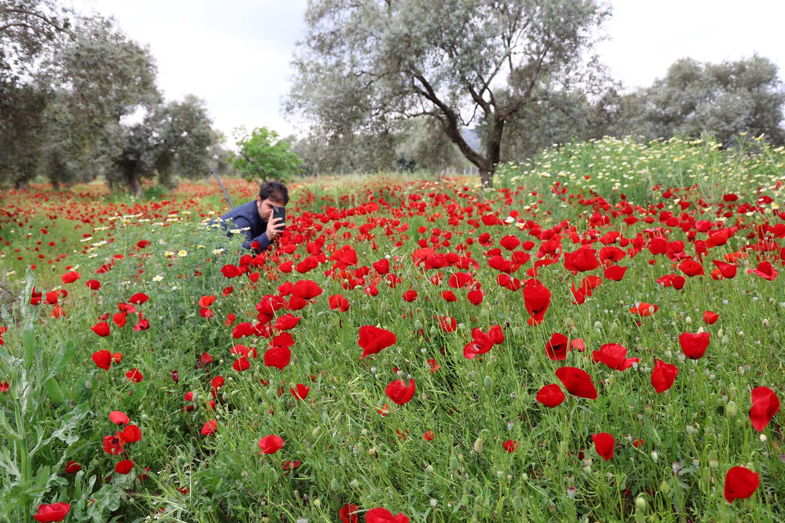 Aydın'da Gelincikler Görsel Şölen Sunuyor (10)