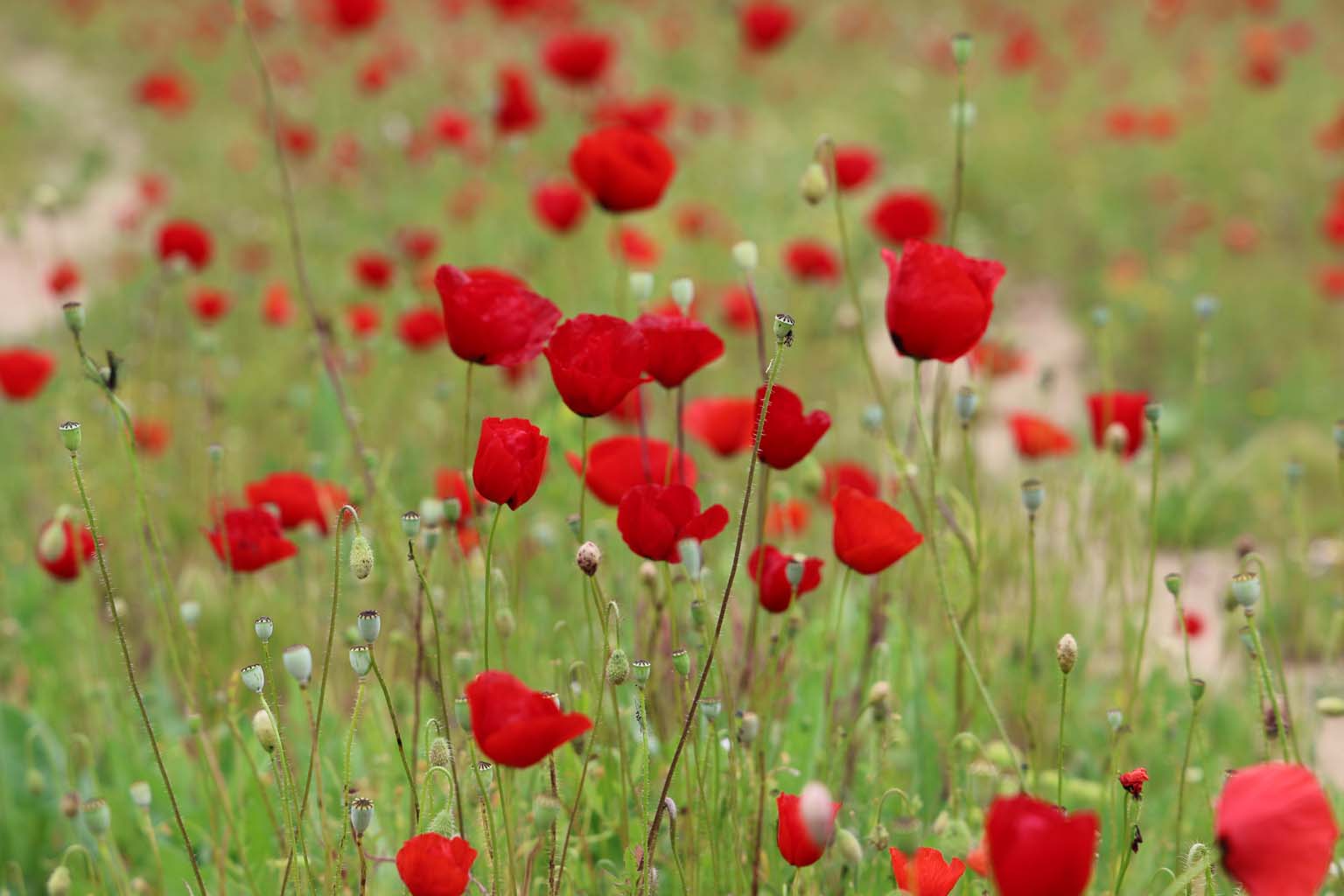 Aydın'da Gelincikler Görsel Şölen Sunuyor (3)