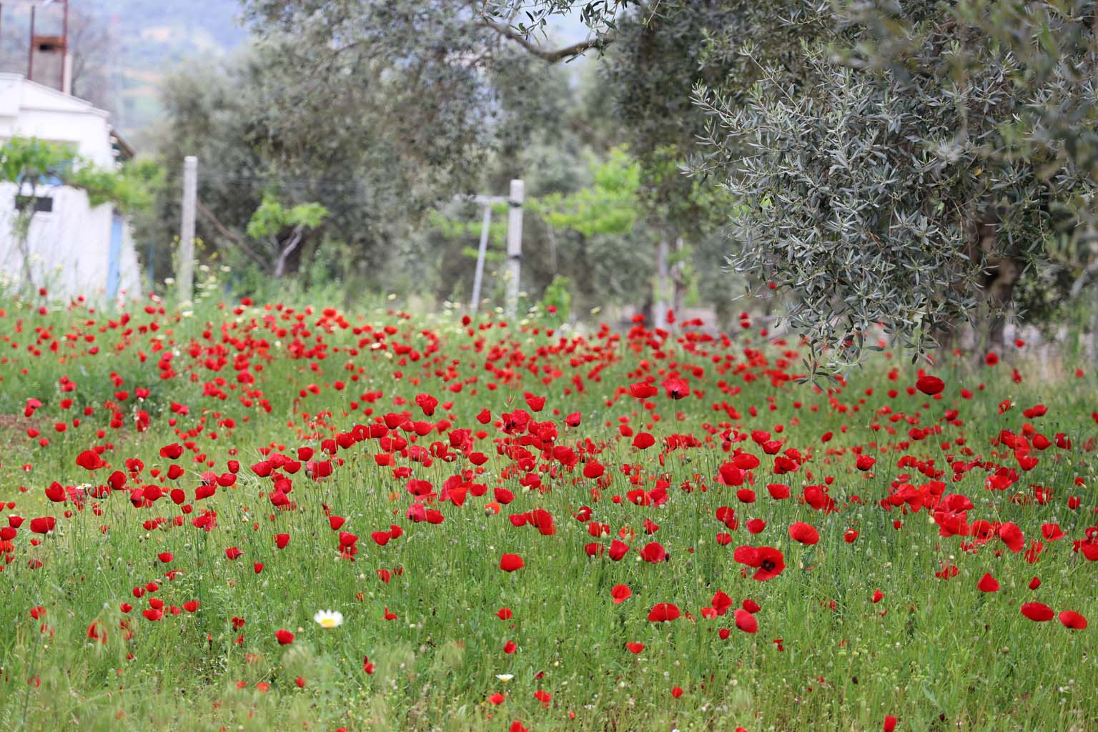 Aydın'da Gelincikler Görsel Şölen Sunuyor (4)