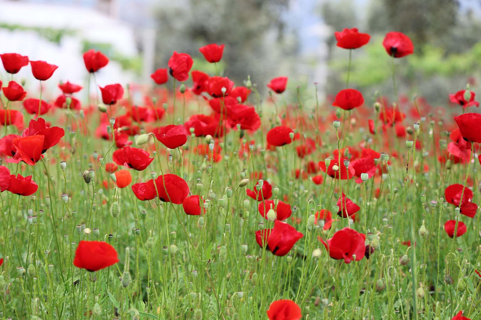 Aydın'da Gelincikler Görsel Şölen Sunuyor (5)