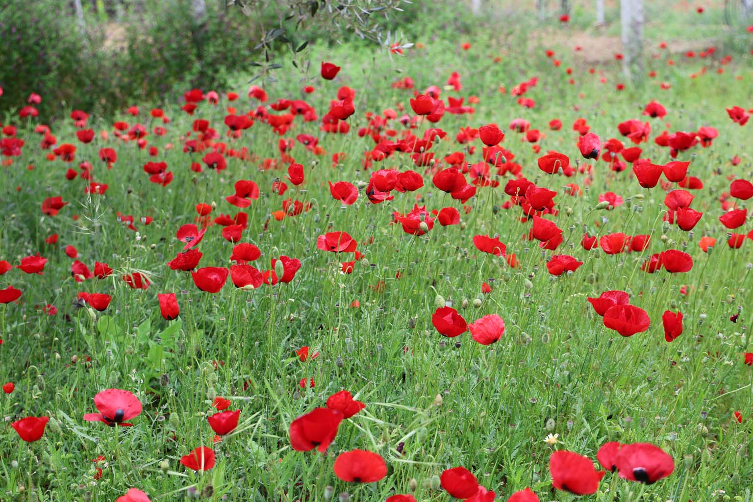 Aydın'da Gelincikler Görsel Şölen Sunuyor (6)