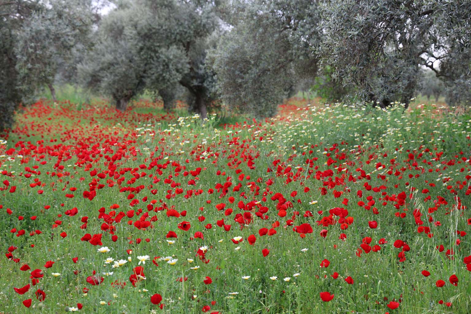 Aydın'da Gelincikler Görsel Şölen Sunuyor (7)