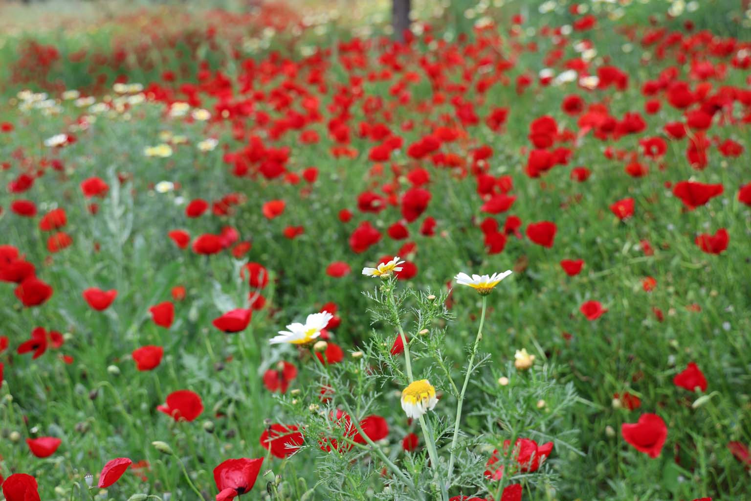 Aydın'da Gelincikler Görsel Şölen Sunuyor (8)