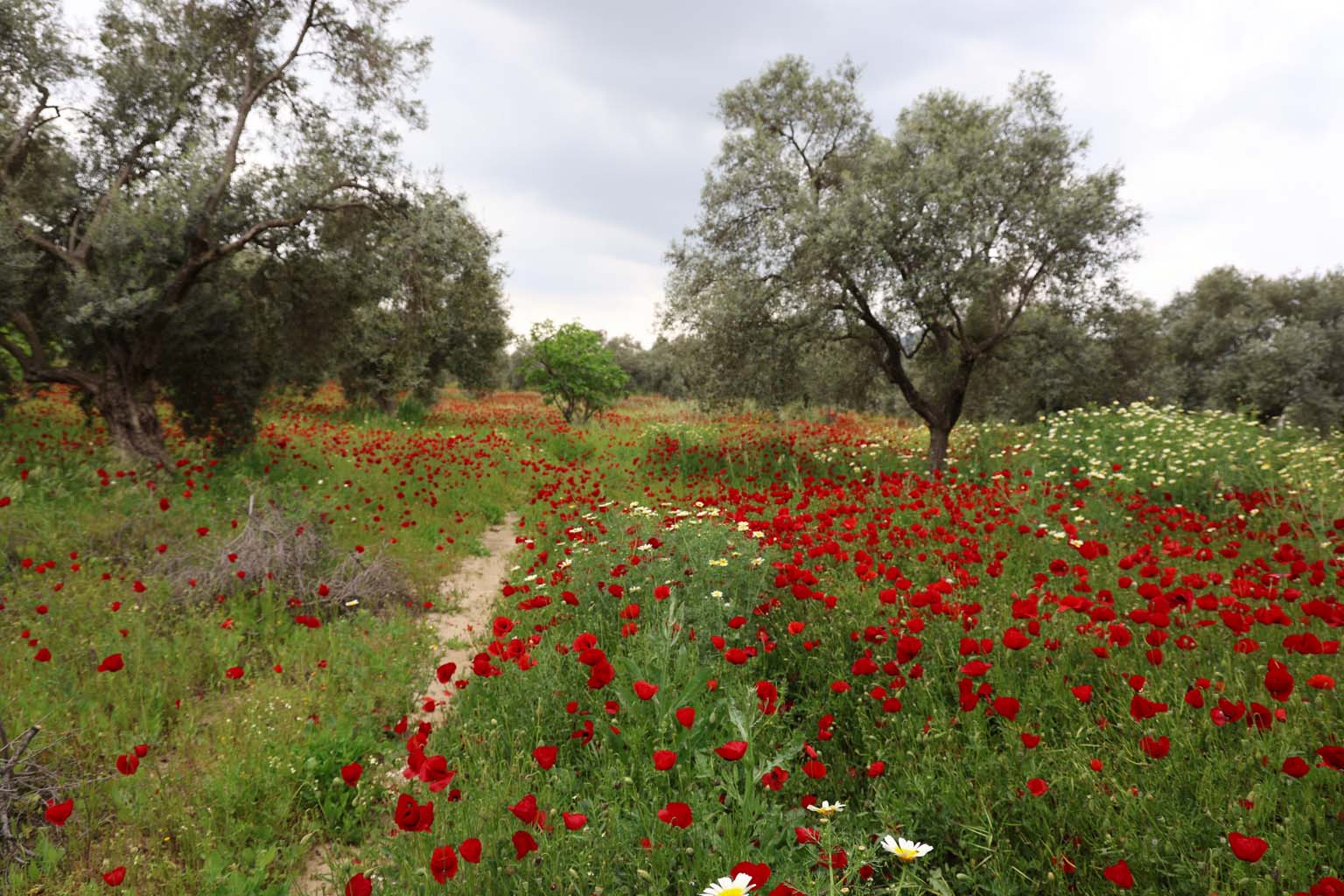Aydın'da Gelincikler Görsel Şölen Sunuyor (9)