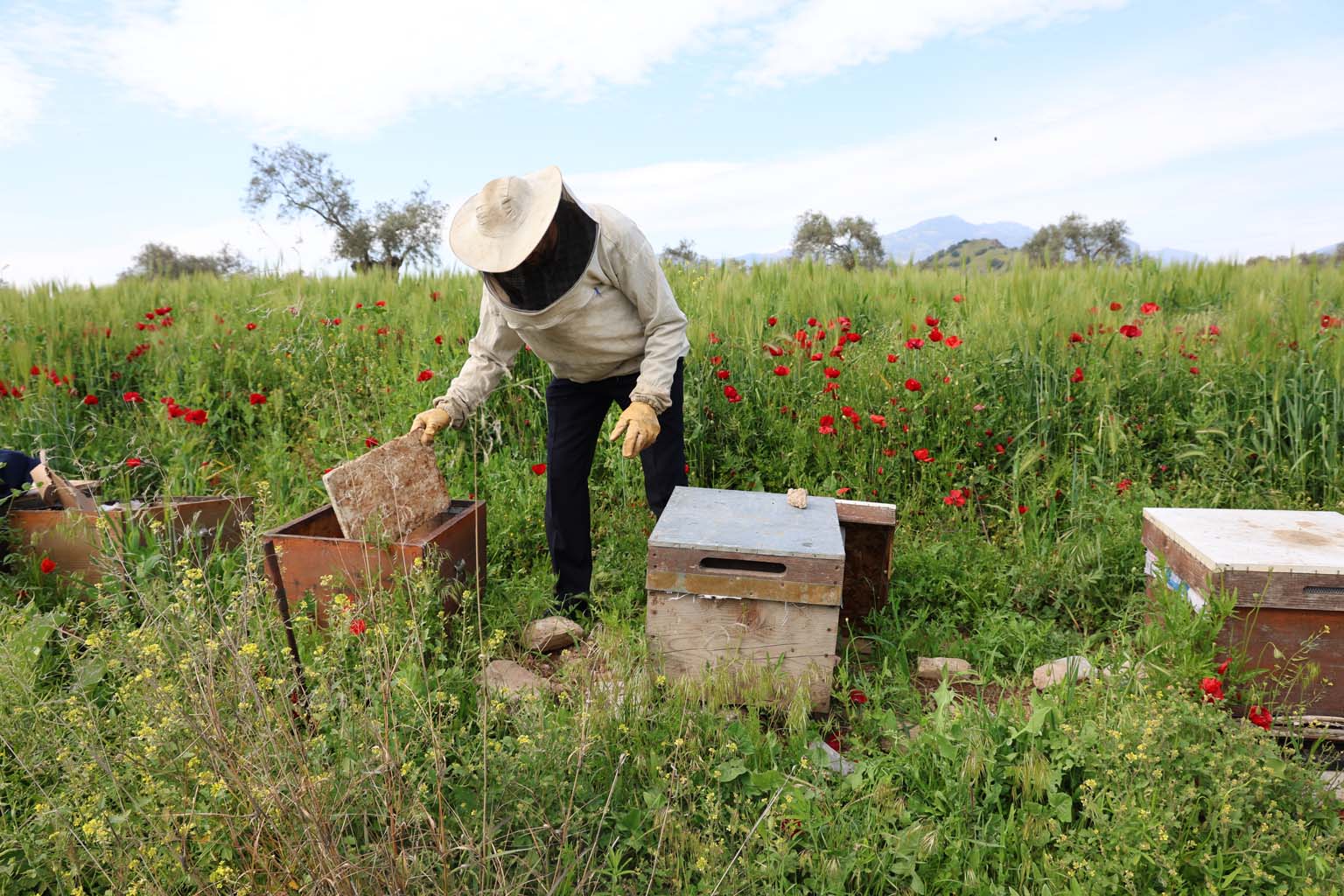 Aydın’da Korkutan Olay.. Toplu Arı Ölümleri Başladı (3)
