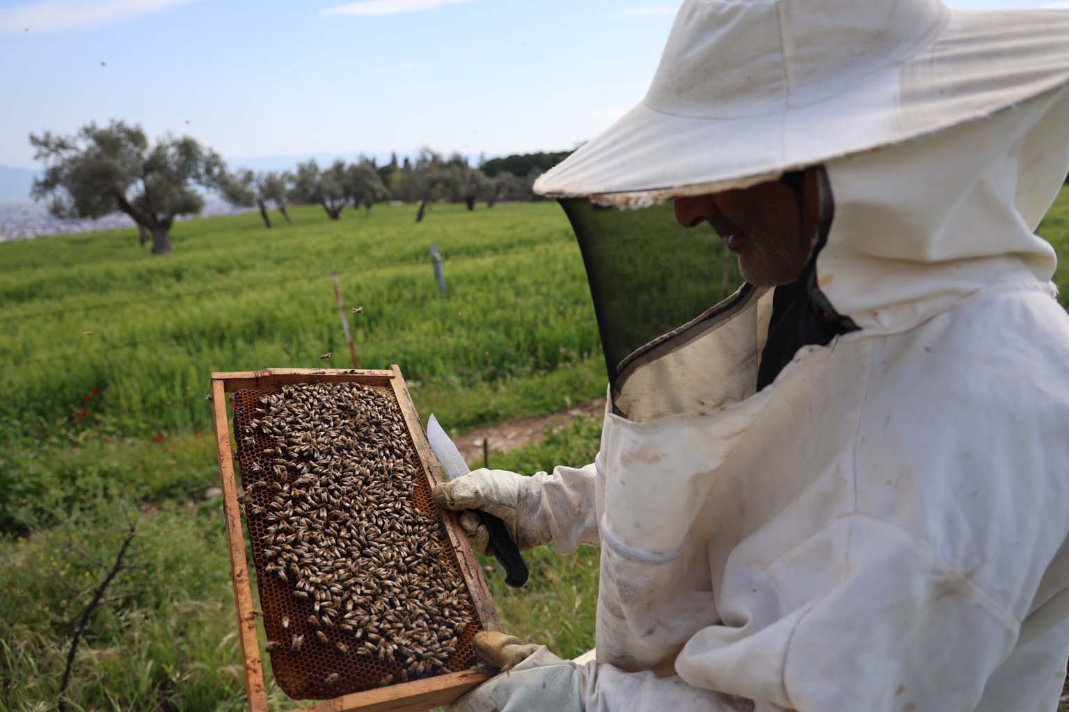 Aydın’da Korkutan Olay.. Toplu Arı Ölümleri Başladı (4)