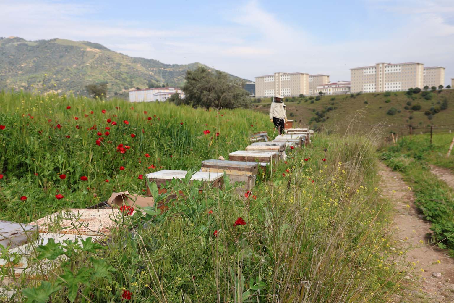 Aydın’da Korkutan Olay.. Toplu Arı Ölümleri Başladı (5)