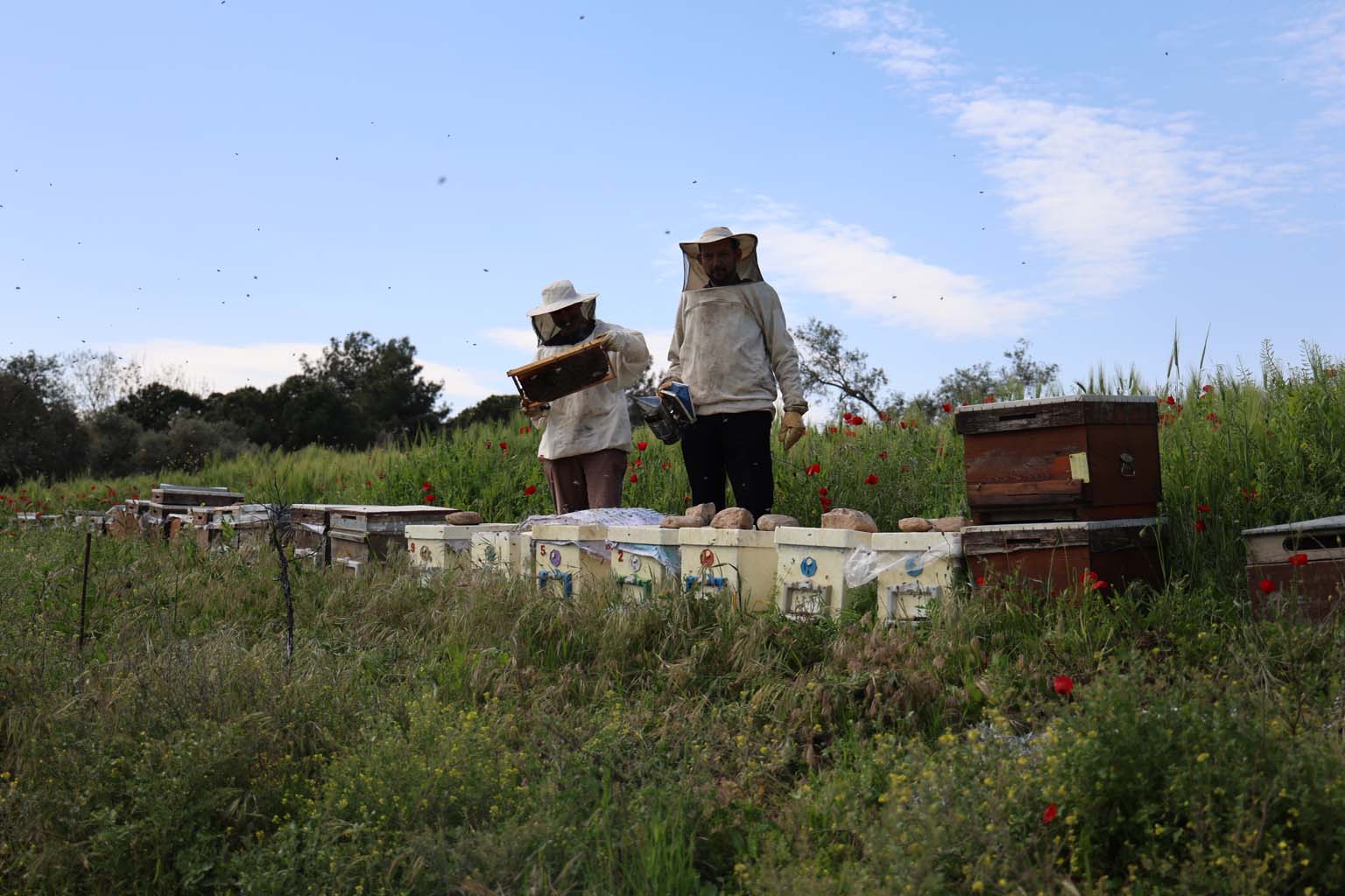 Aydın’da Korkutan Olay.. Toplu Arı Ölümleri Başladı