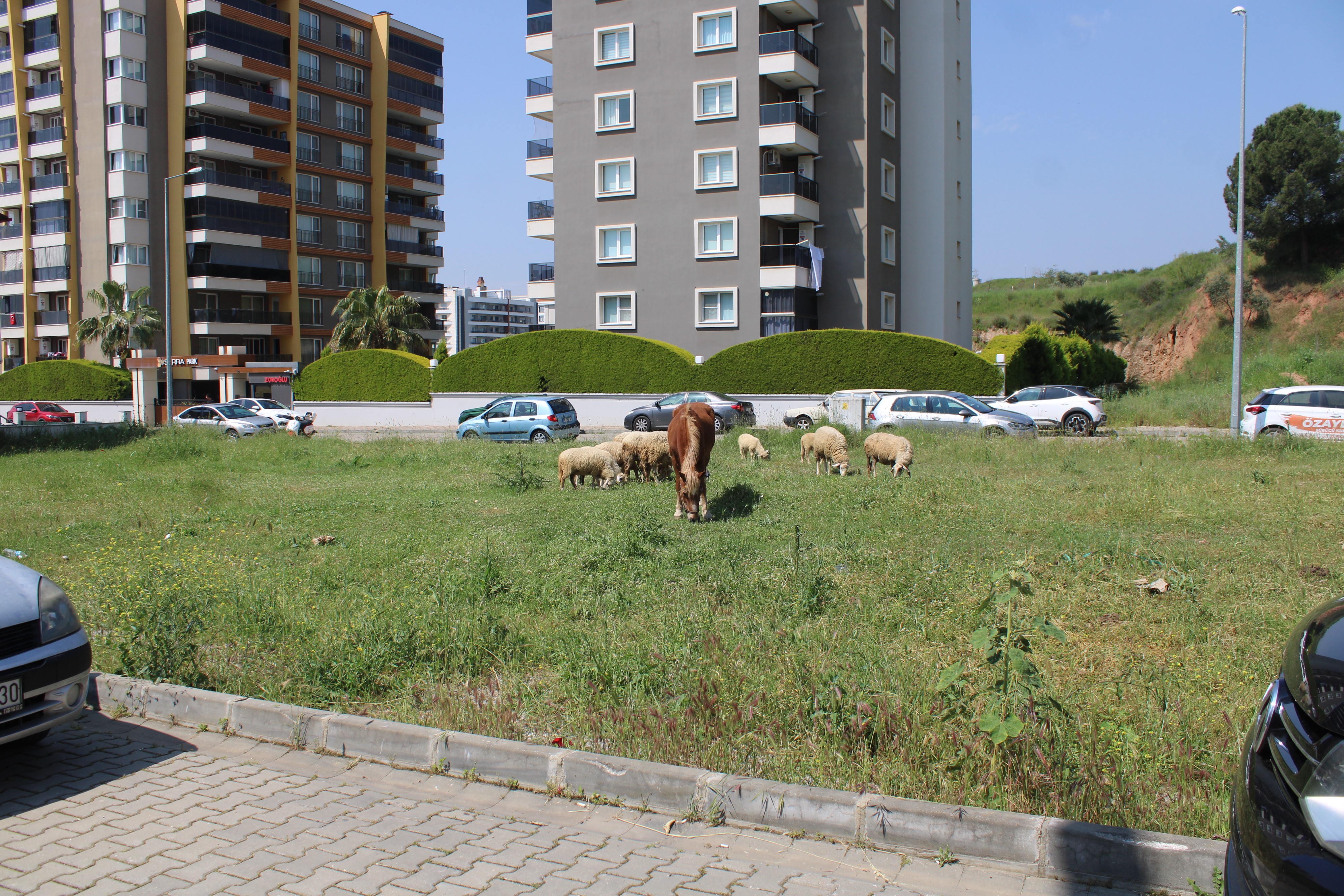 Aydın’da Mahalle Sakinleri Tedirgin, Yetkililerden Yardım Bekliyor (6)