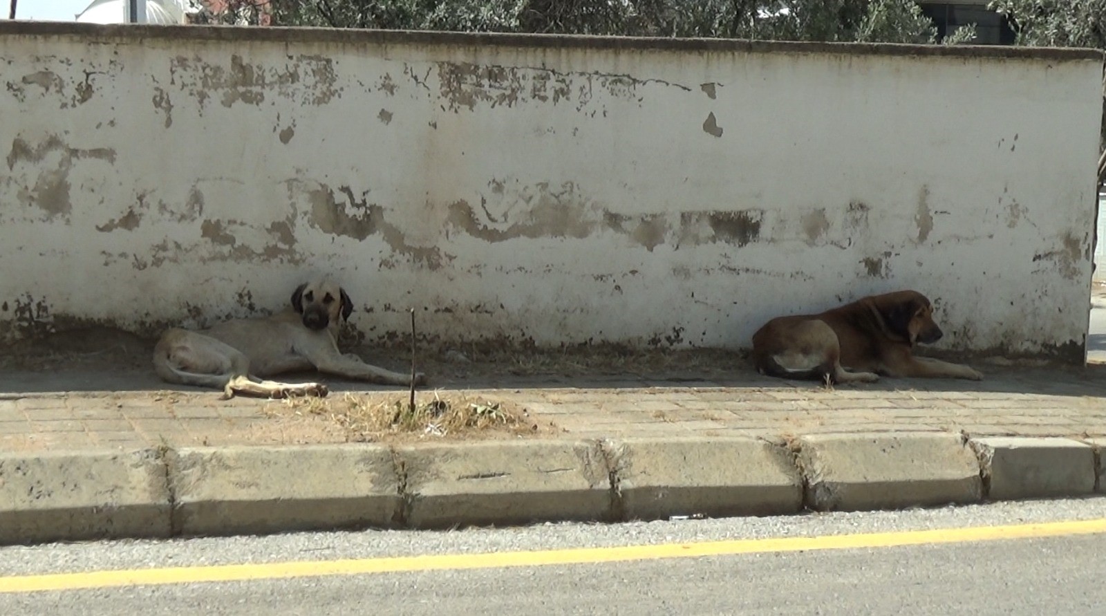 Aydın’da Mahalle Sakinleri Tedirgin, Yetkililerden Yardım Bekliyor