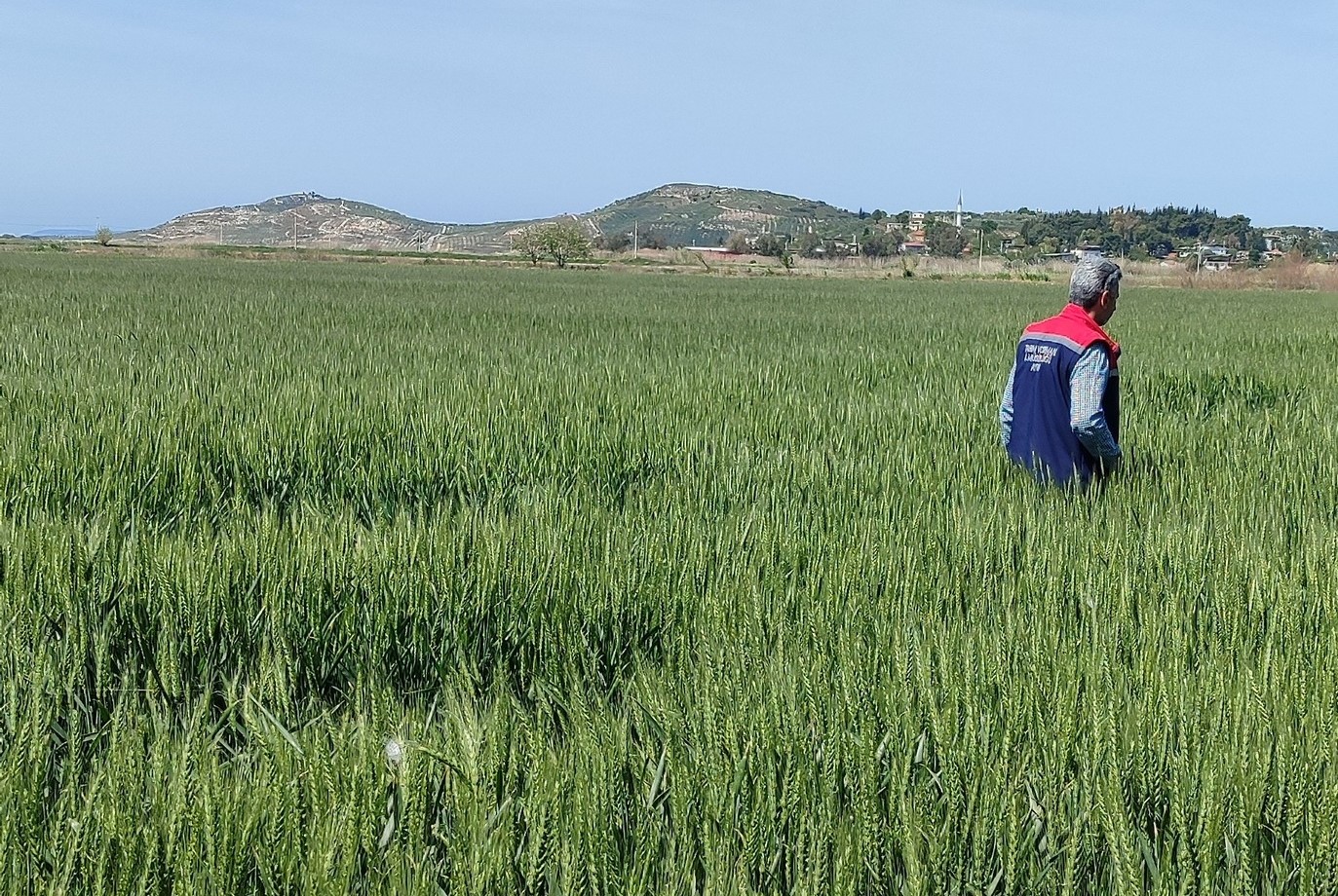 Aydın’da Tarlalarda Hastalık Ve Zararlı Incelemesi (2)