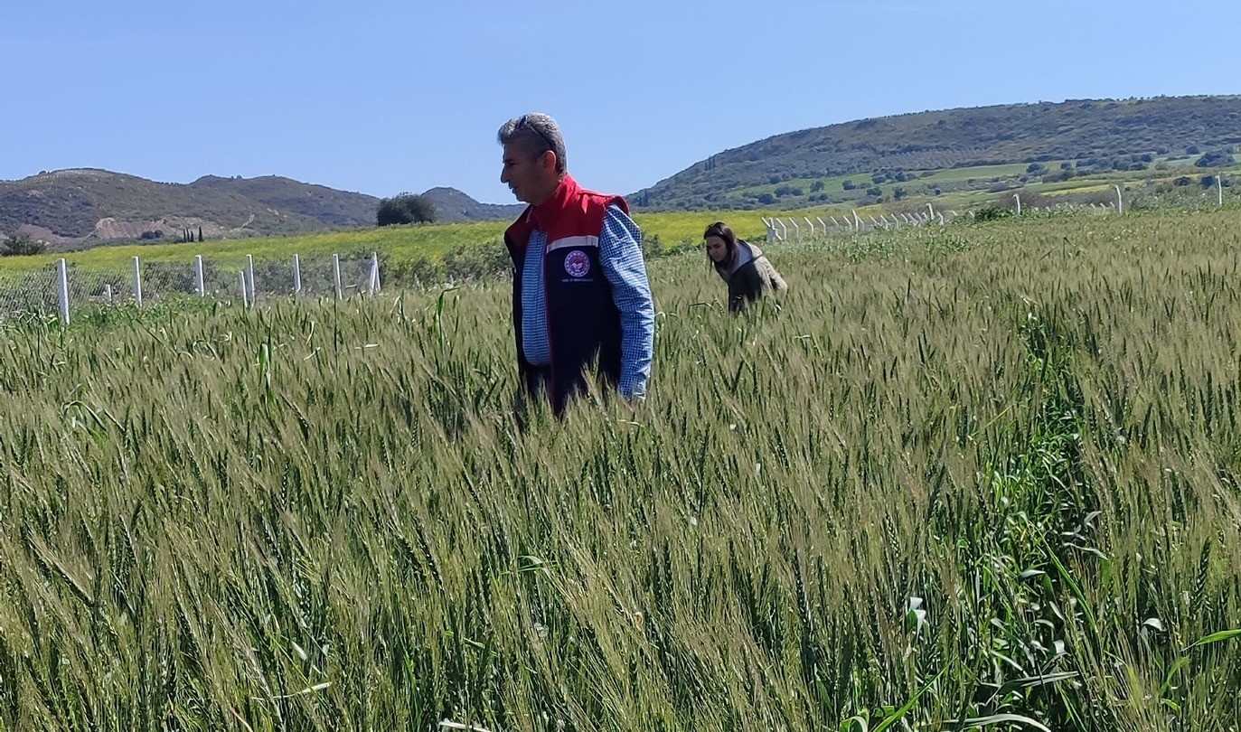 Aydın’da Tarlalarda Hastalık Ve Zararlı Incelemesi