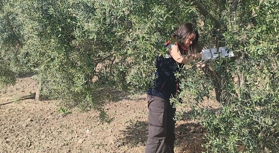 Aydın’da Zeytinliklere Ekipler Intikal Etti (2)