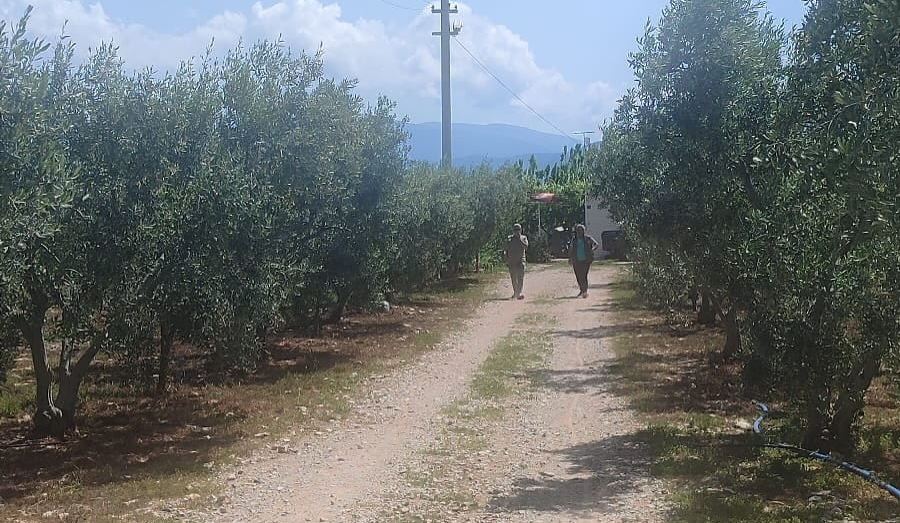 Aydın’da Zeytinliklere Ekipler Intikal Etti (3)