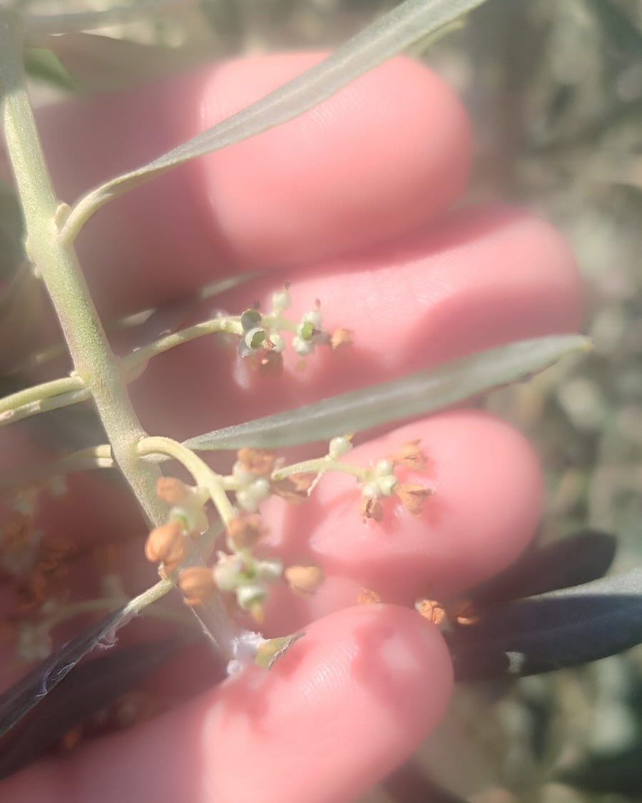 Aydın’da Zeytinliklere Ekipler Intikal Etti (4)