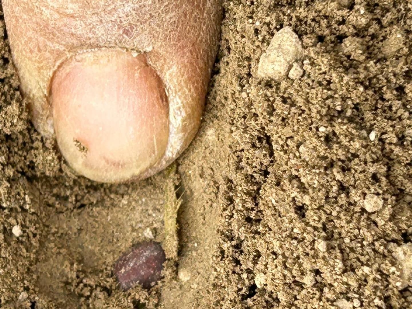 Aydın’ın Beyaz Altını Toprakla Buluştu (3)