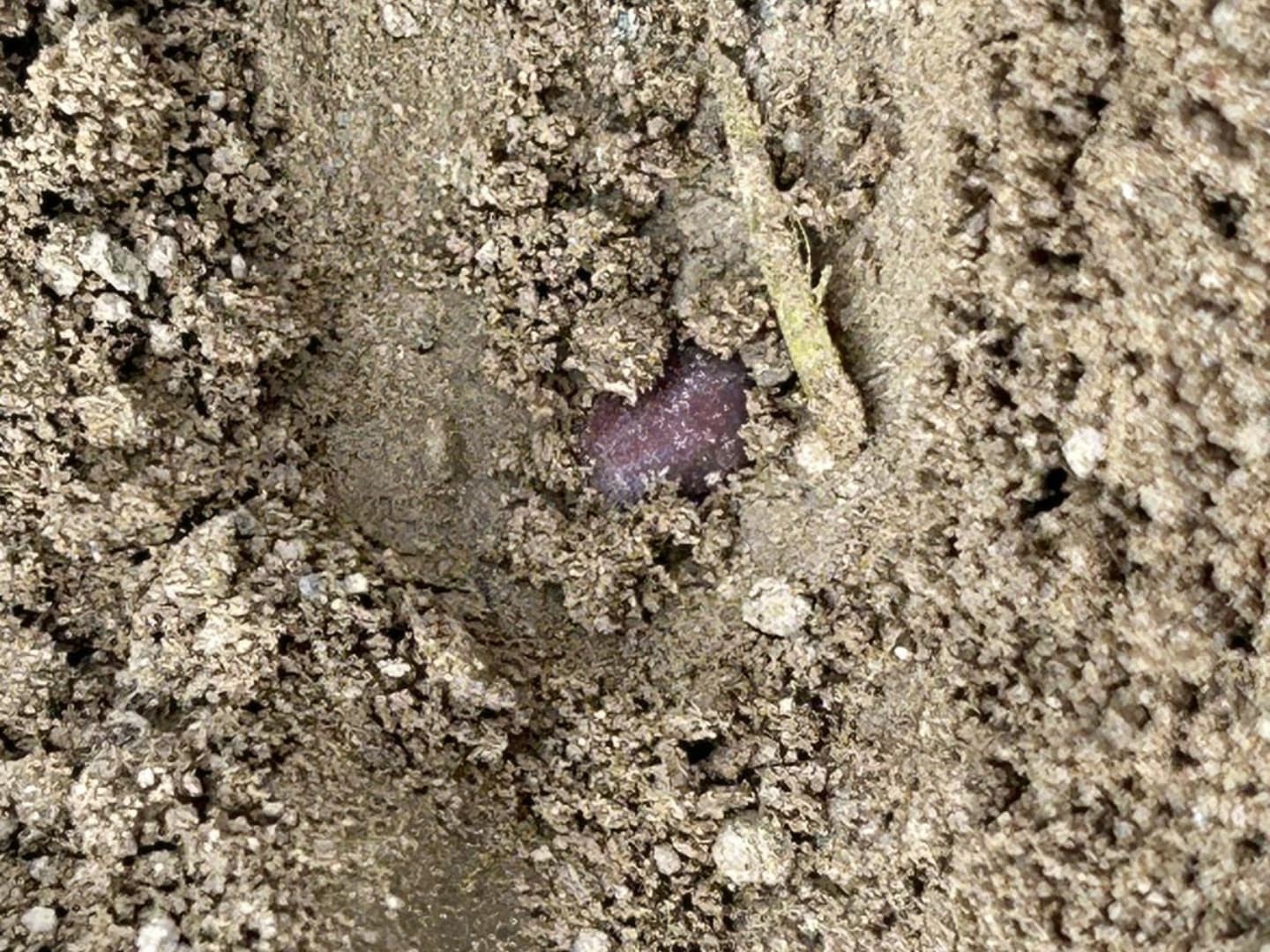 Aydın’ın Beyaz Altını Toprakla Buluştu (4)