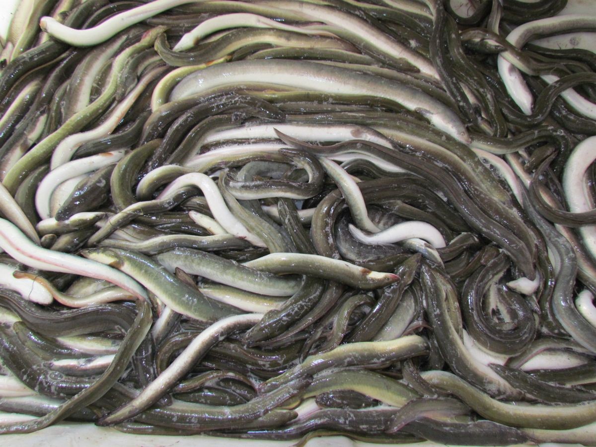 Bu Balık Aydın’a 7 Bin Kilometre Uzaktan Geliyor.. Yiyen Tadına Doyamıyor (2)