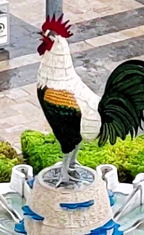 Denizli’nin Simgesi Horozdan Kötü Haber (7)