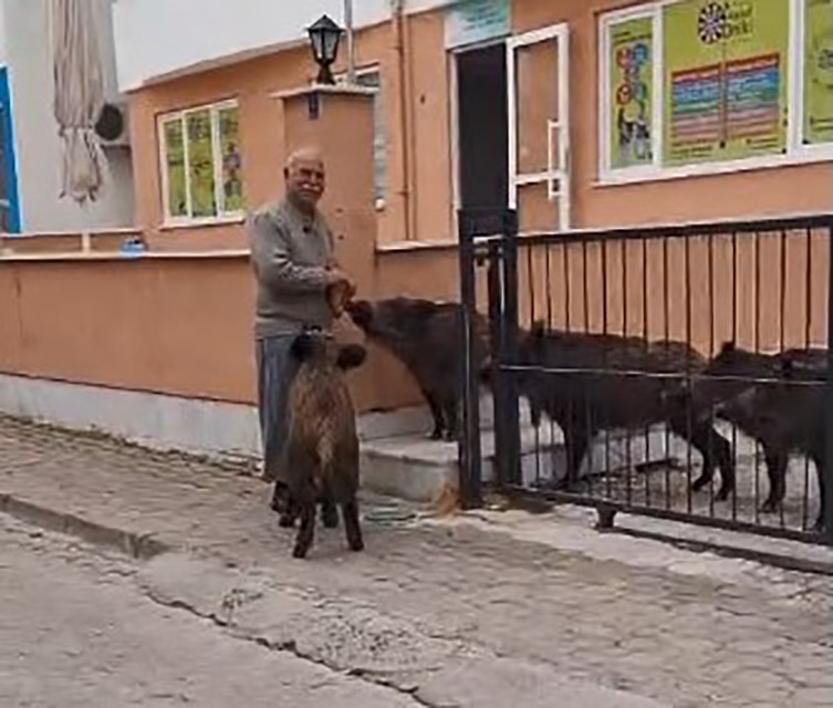 Domuzları Şehirlere Alıştırdılar.. Eliyle Yemek Verdi (2)